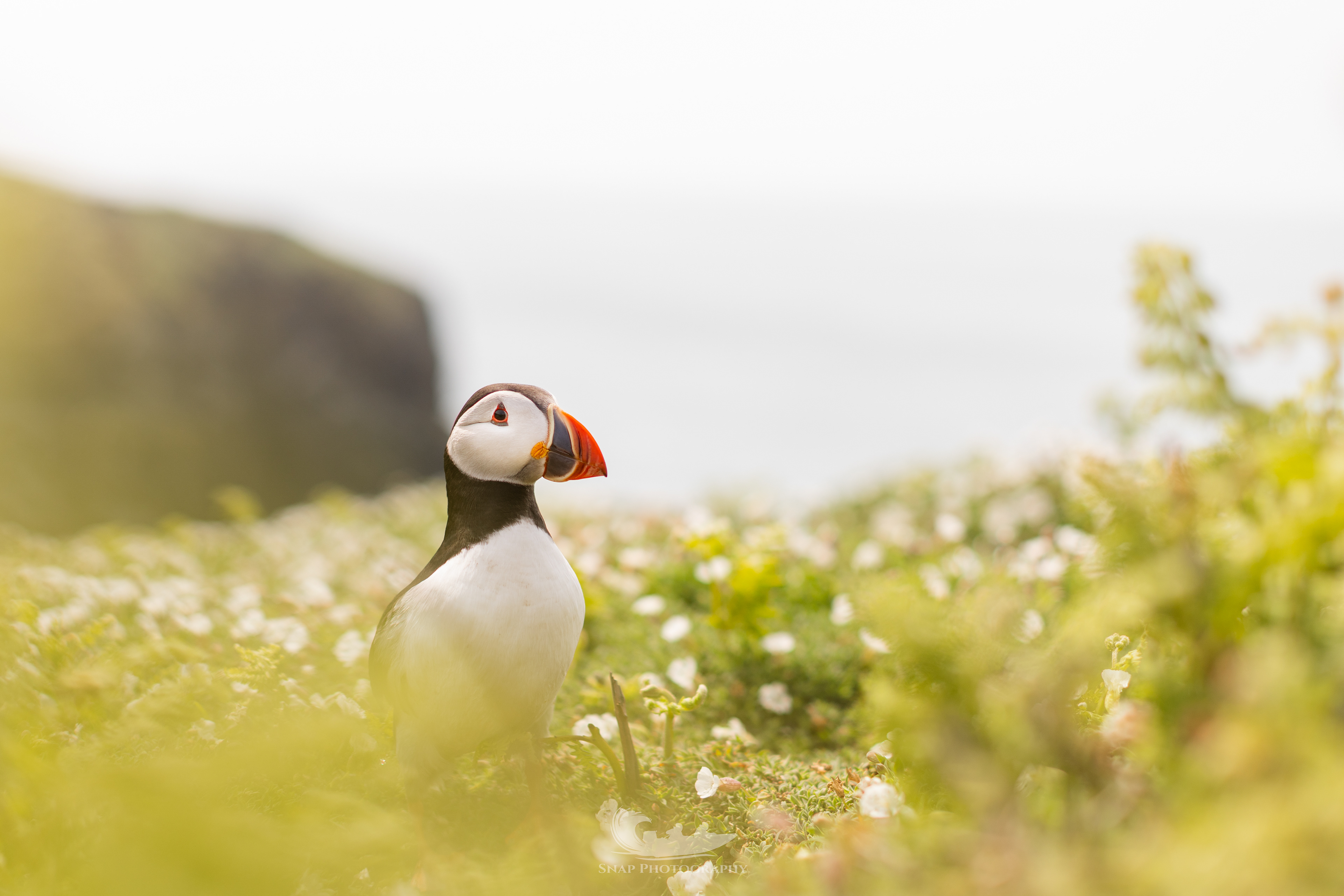 Skomer Island Puffins