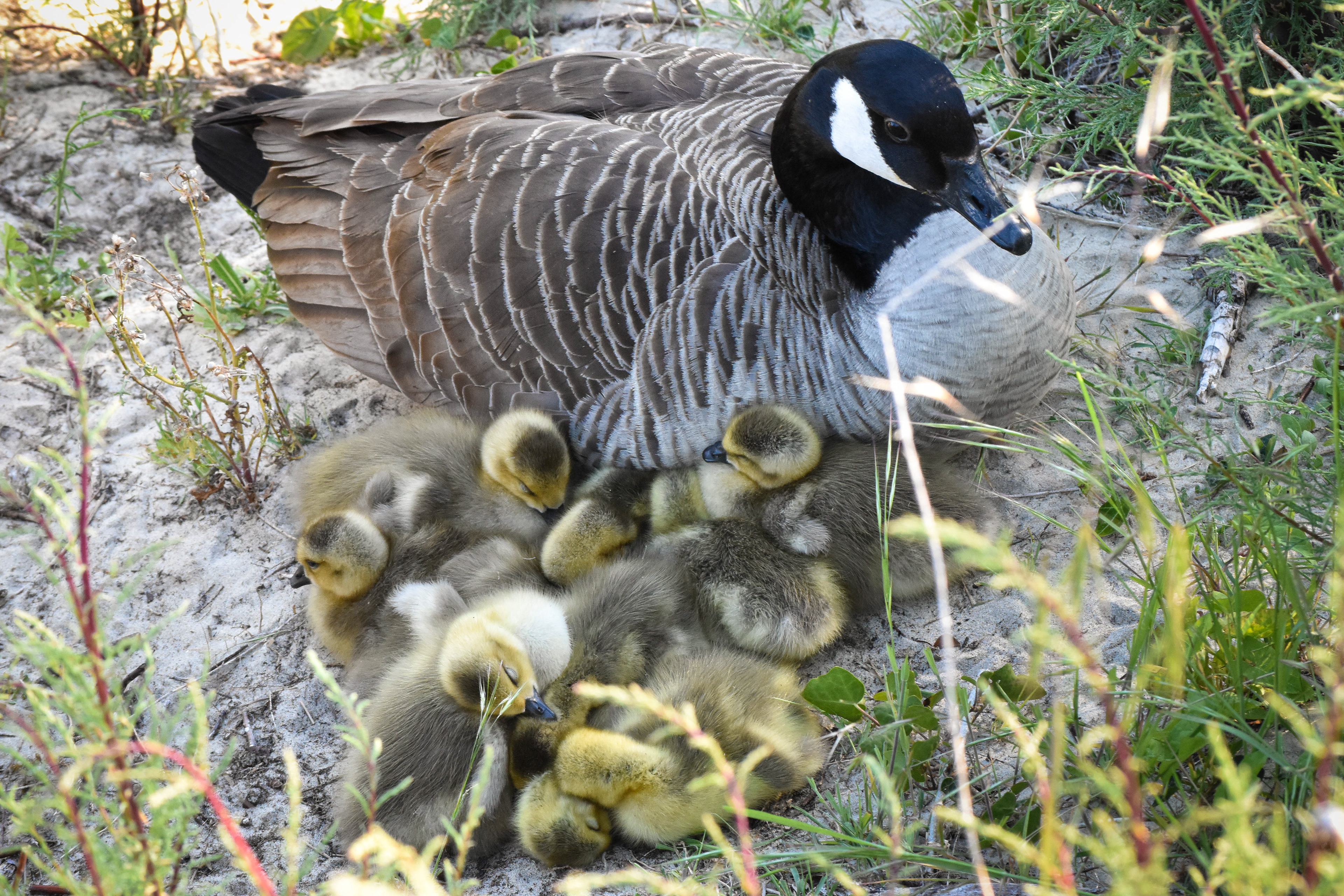 A mother duck and her resting ducklings