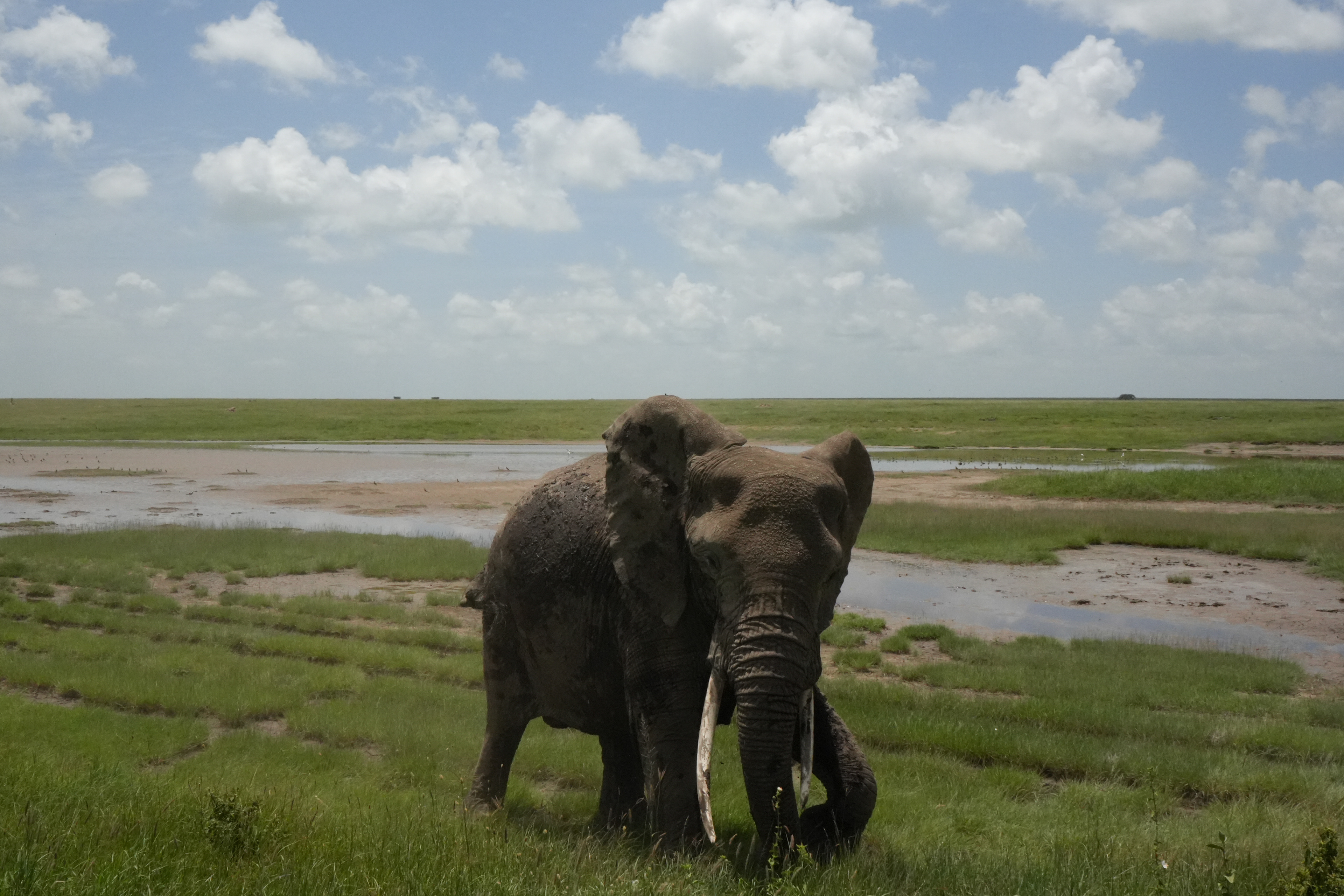 Elephant - The Serengeti National Park, Tanzania