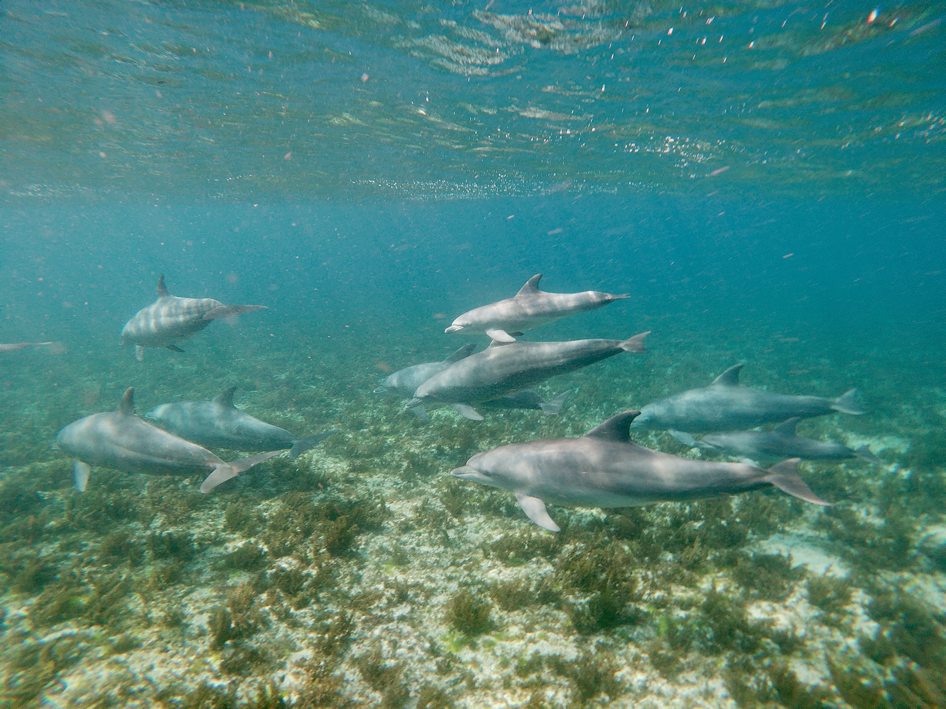 Dolphins, Zanzibar