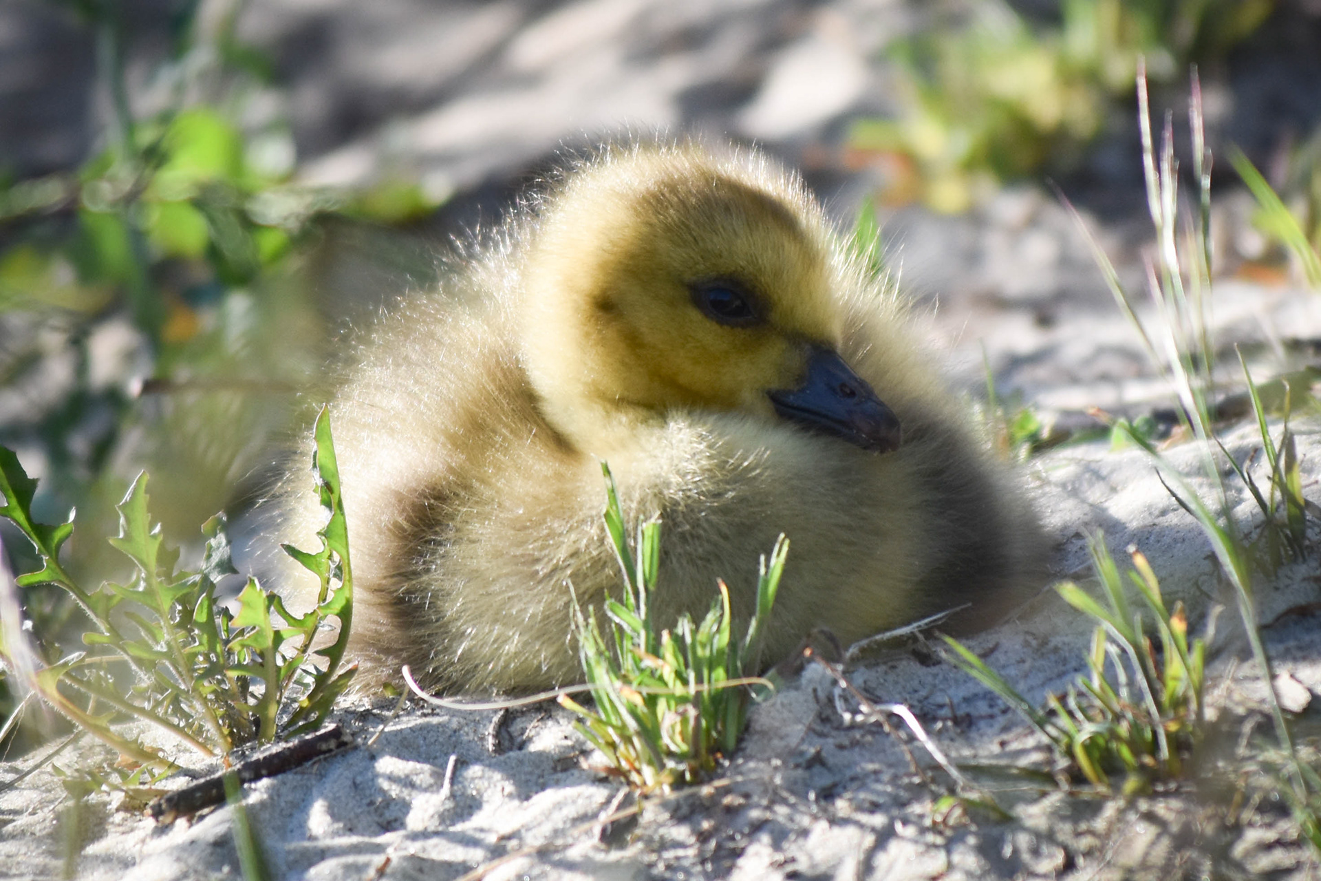 Duckling, Ryde Canoe Lake