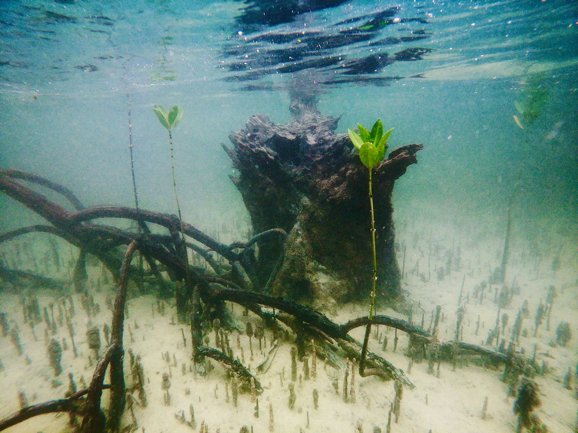 Mangroves off Uzi Island