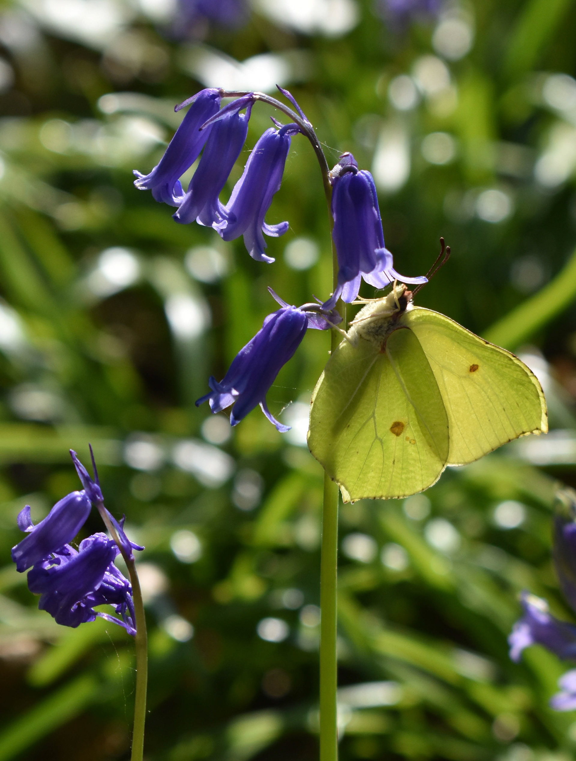 Brimstone Butterful in Borthwood Copse