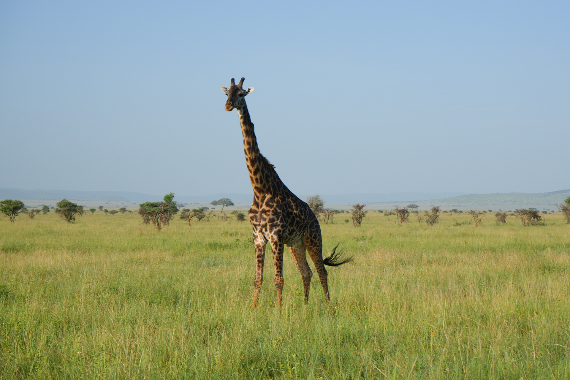 Giraffe - The Serengeti National Park, Tanzania