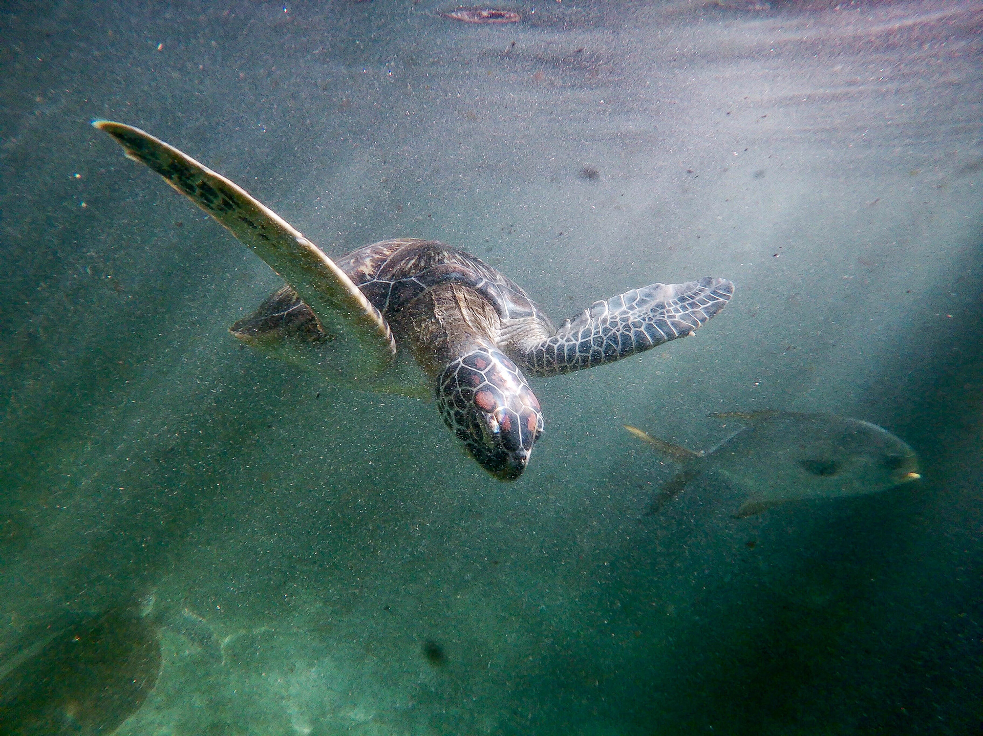 Turtle, Baraka Natural Aquarium