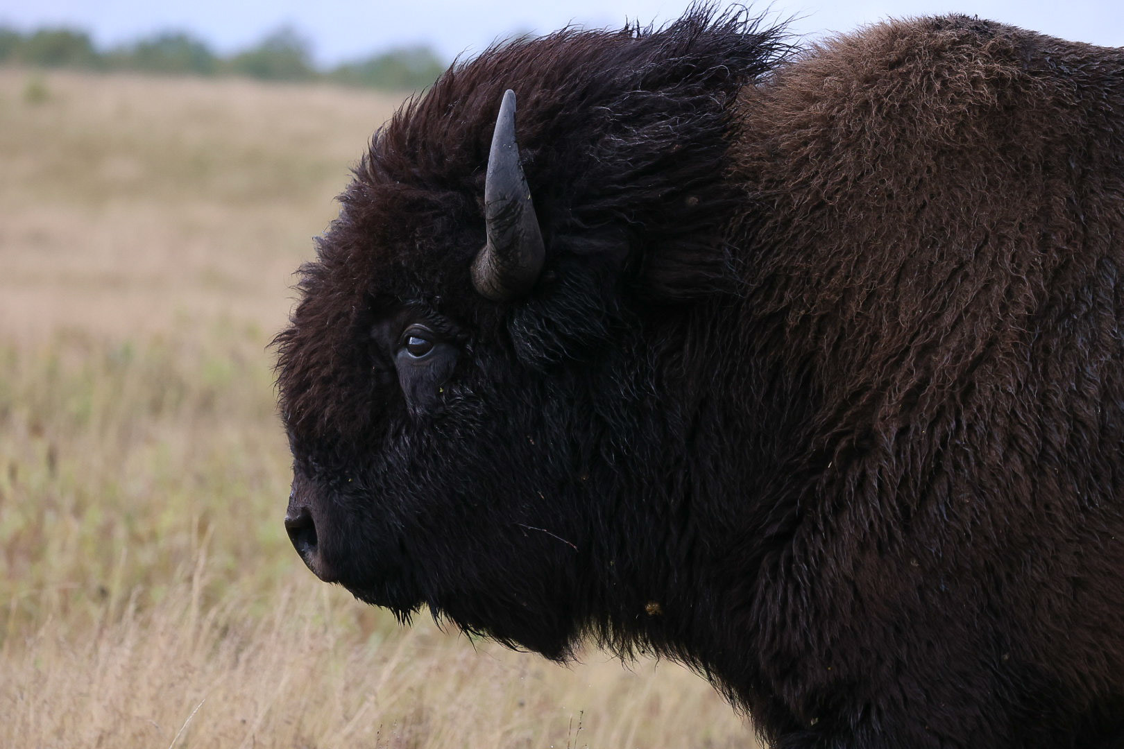 Bison