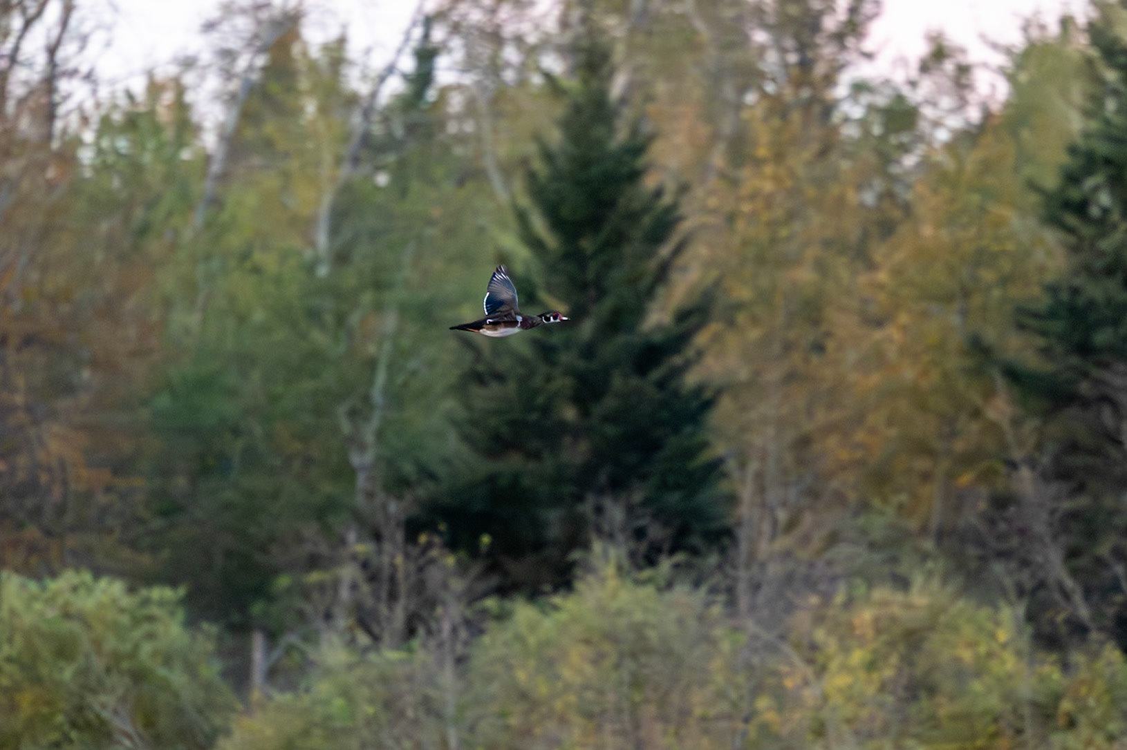 Wood Duck at Marsh boardwalk