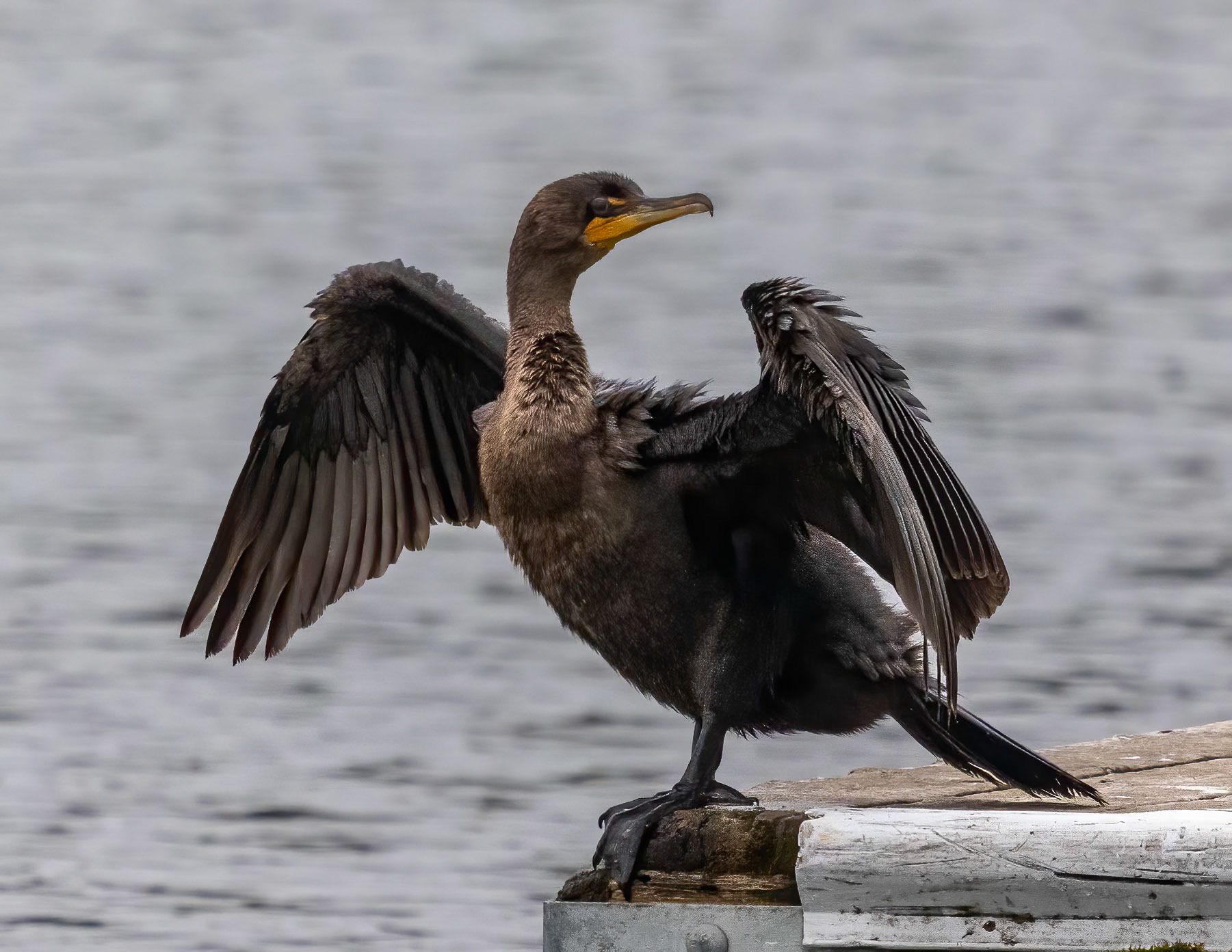 Cormorant drying its wings