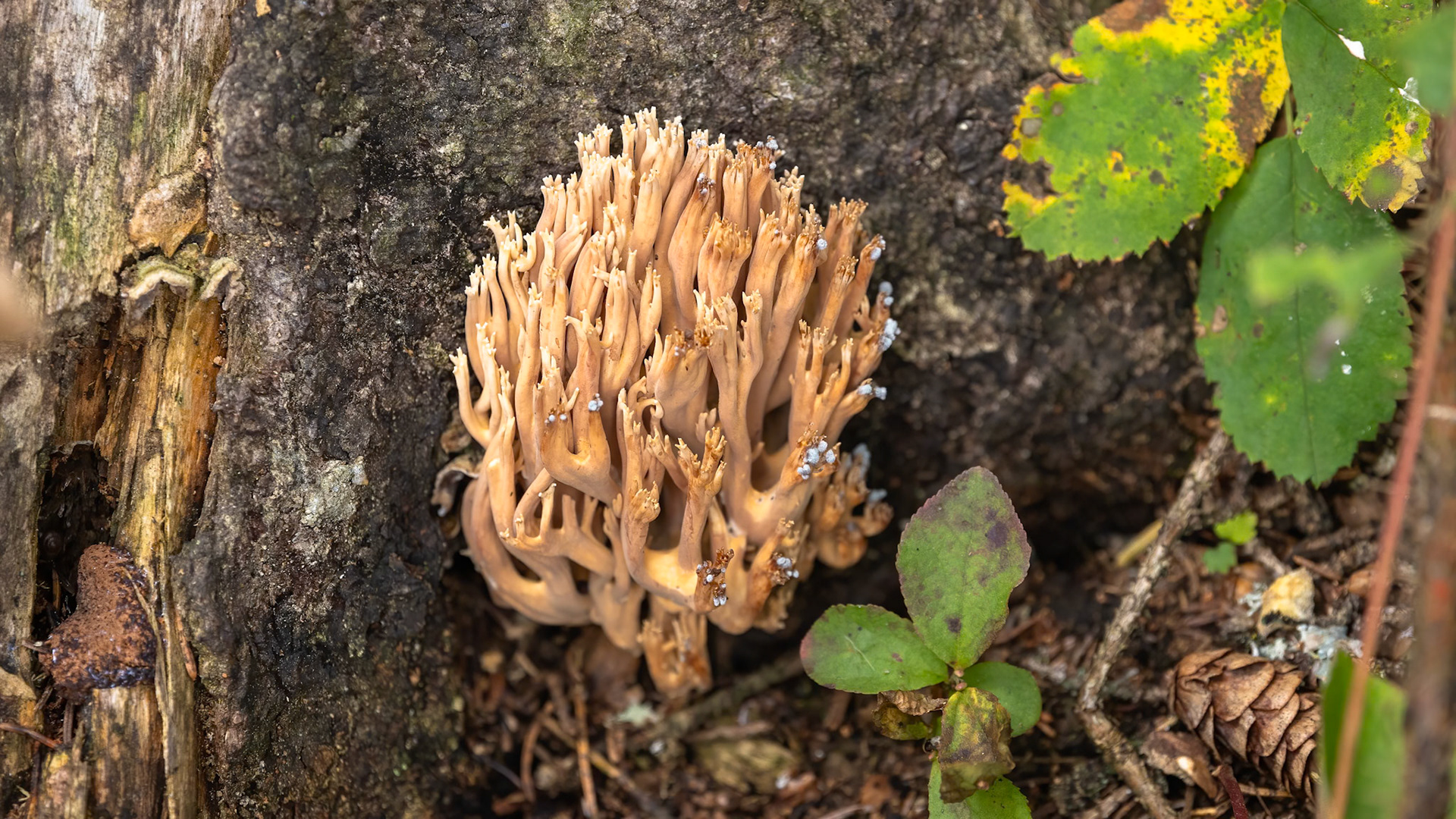 Crown-tipped coral fungus on Gray Owl Trail