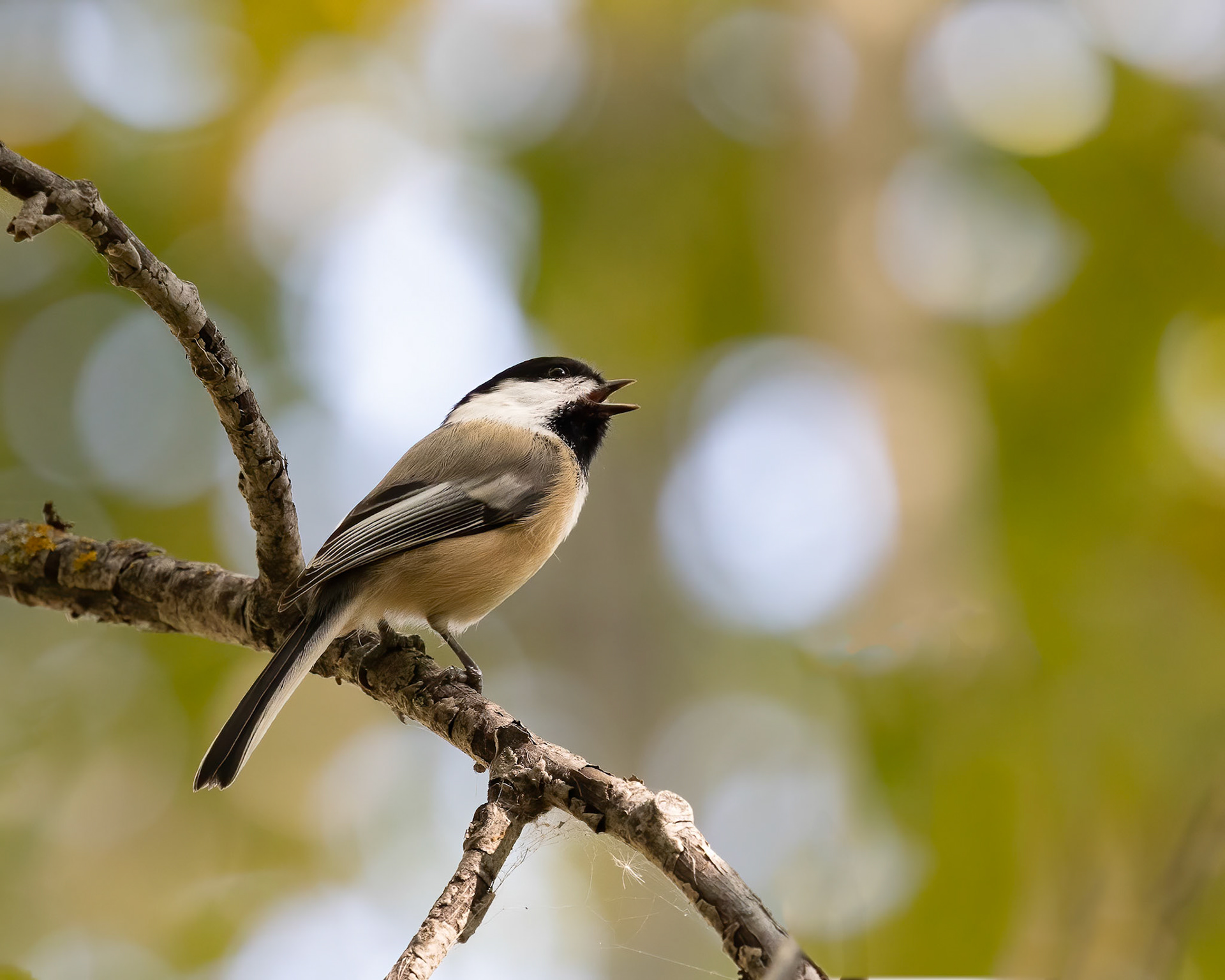 Chickadee