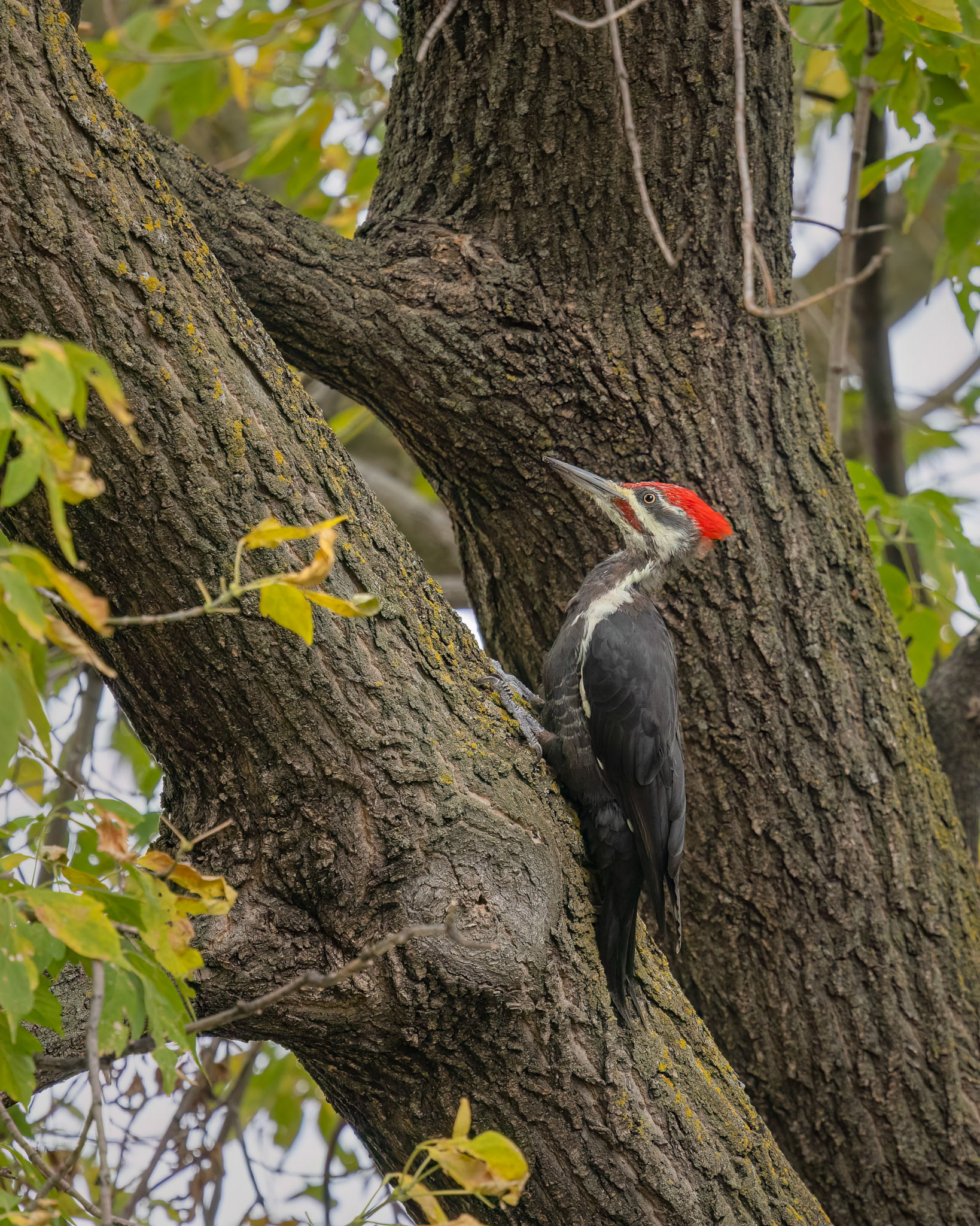 Pileated Woodpecker