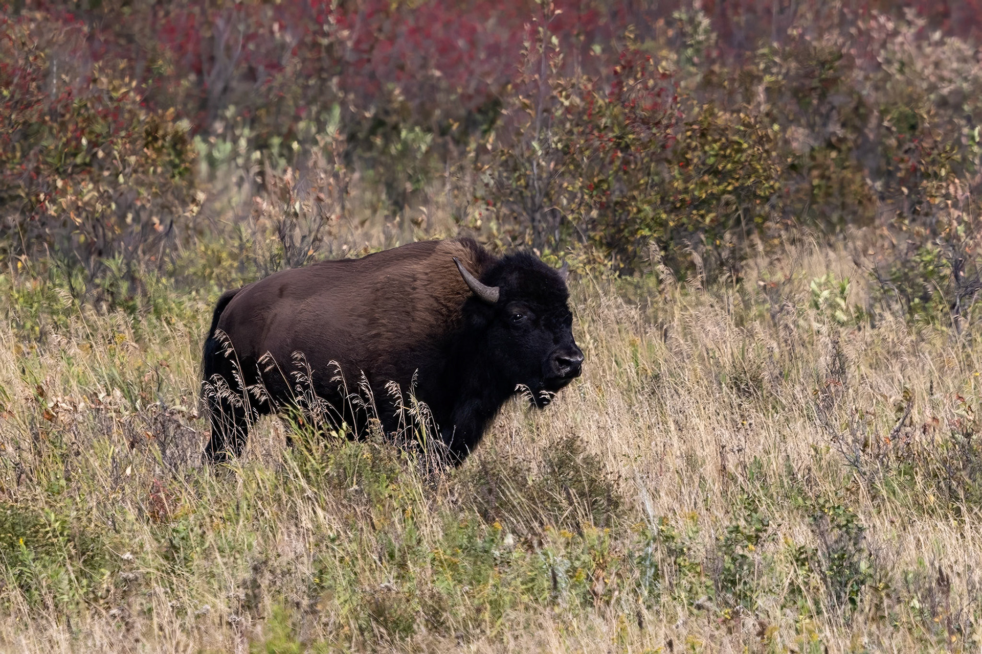Bison