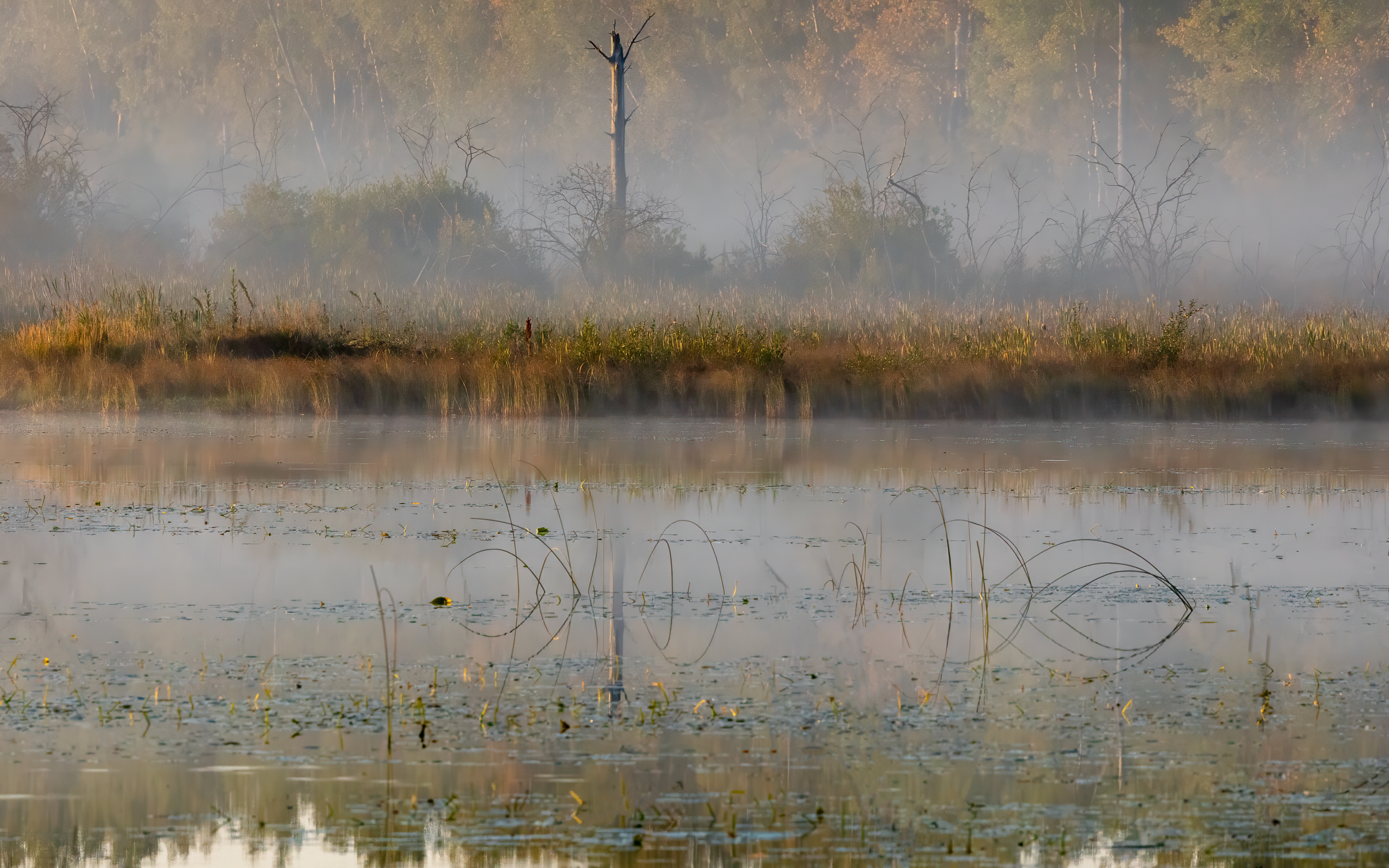 Riding Mountain, Manitoba — mist rising over still water as autumn trees fade into the quiet. The ducks never showed.