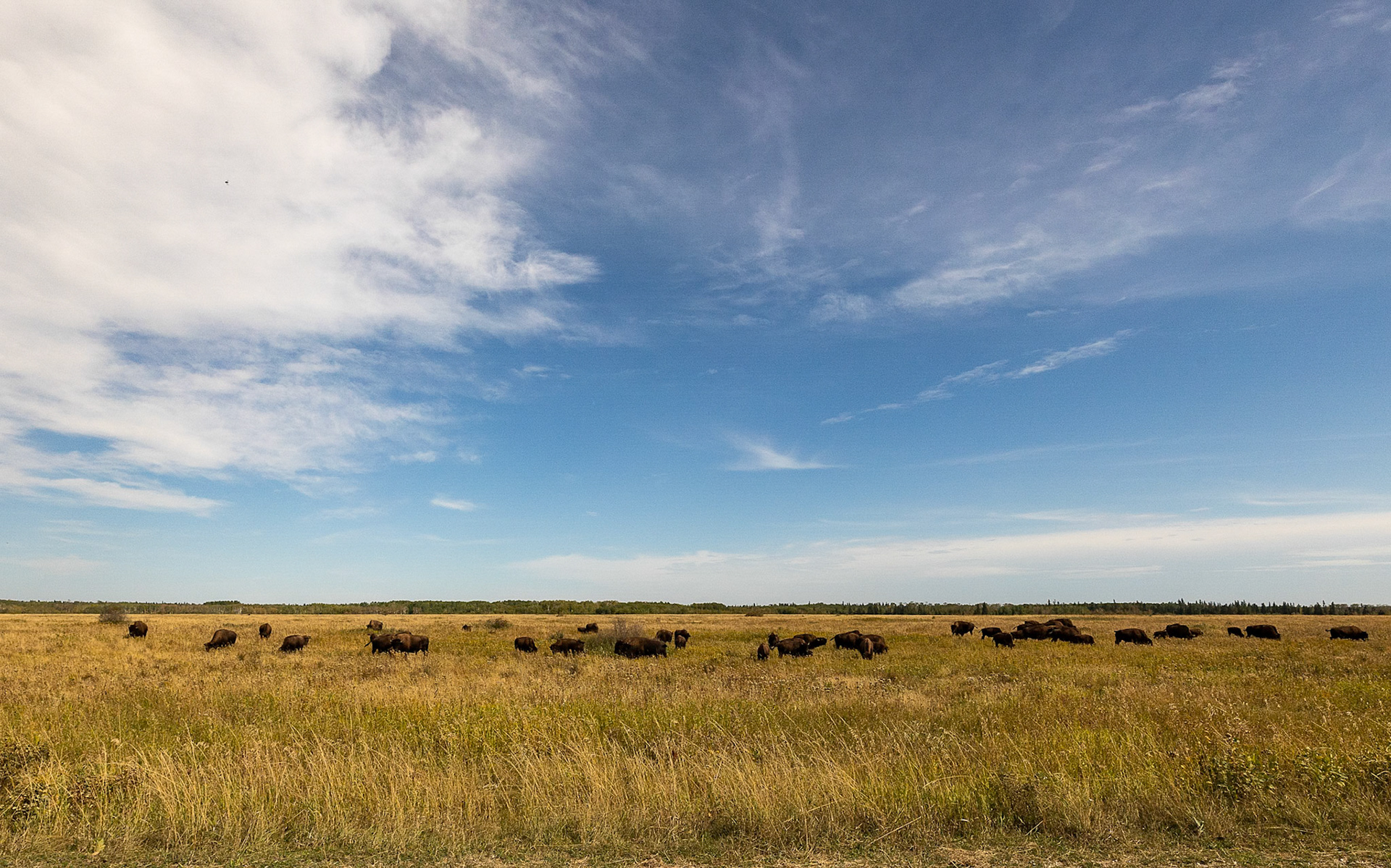 Bison Enclosure Herd 