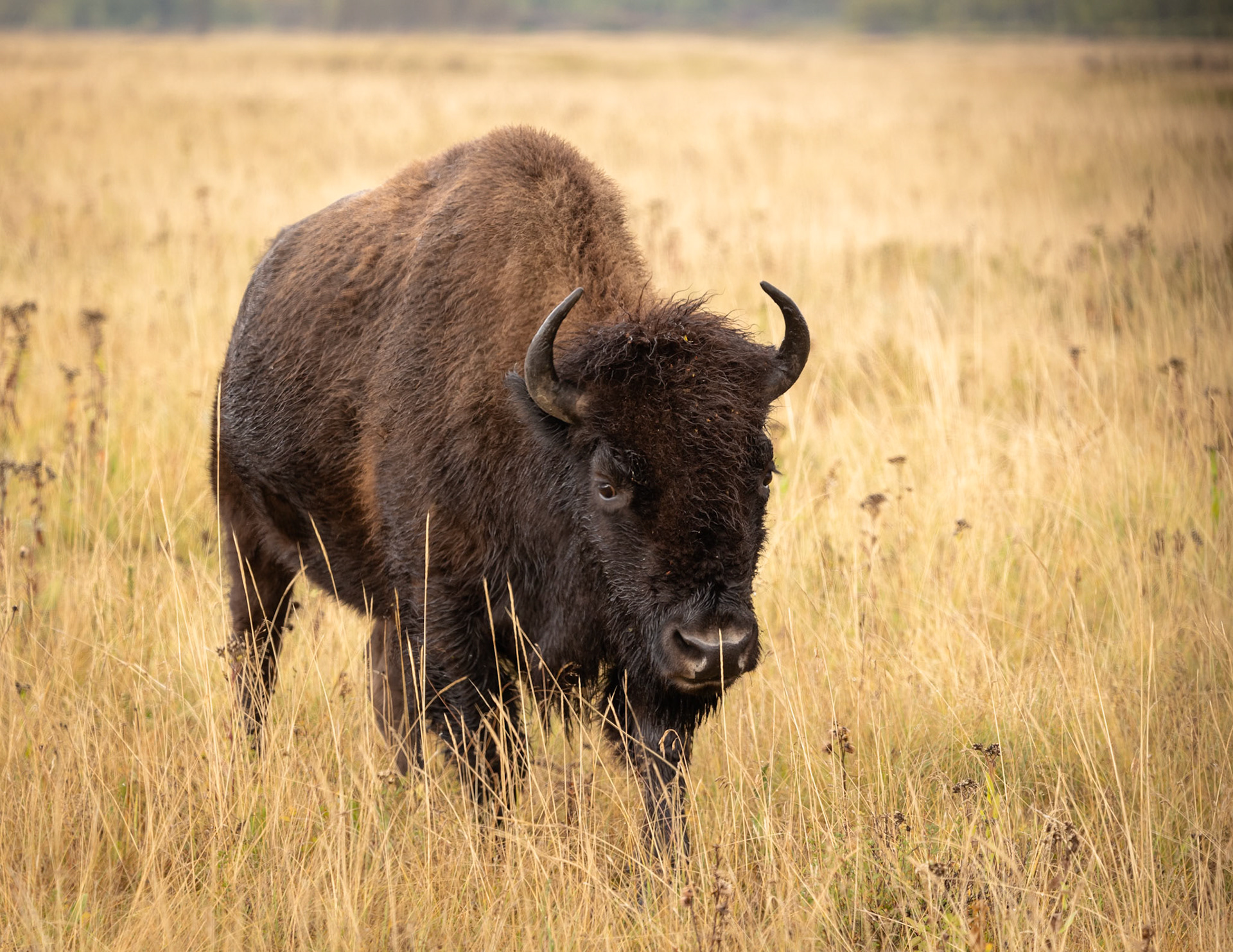 Bison