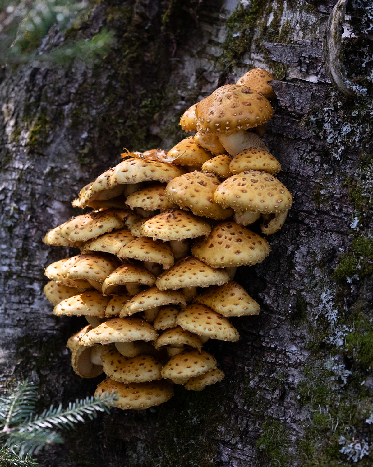 Pholiota limonella ???