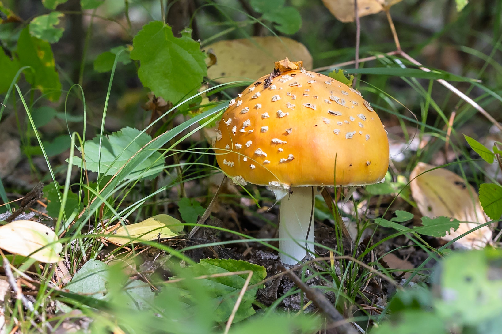 Fly Agaric Mushroom on Gray Owl Trail