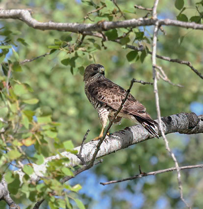 Broad-winged Hawk