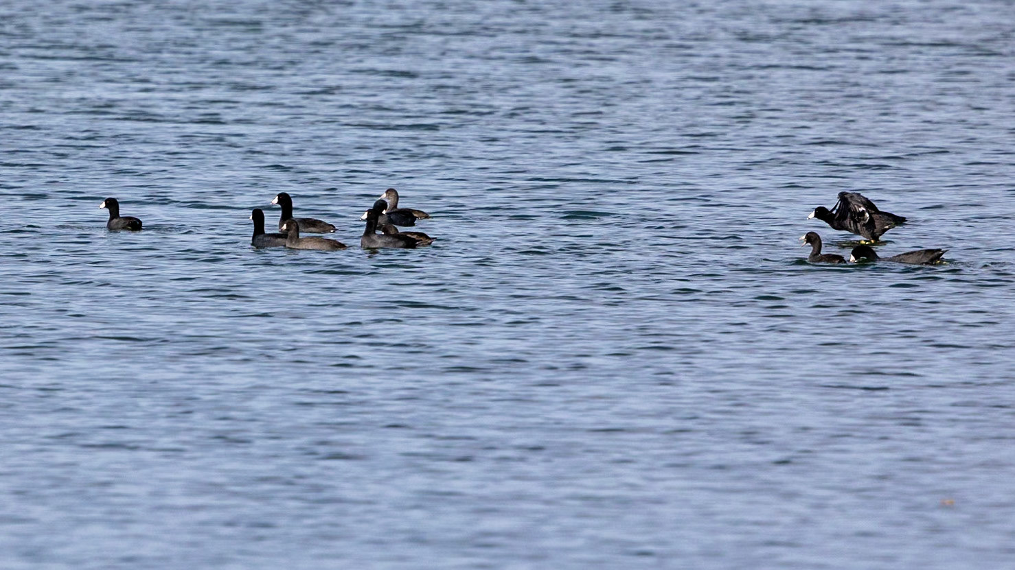 American Coot on Clear Lake South Shore Trail