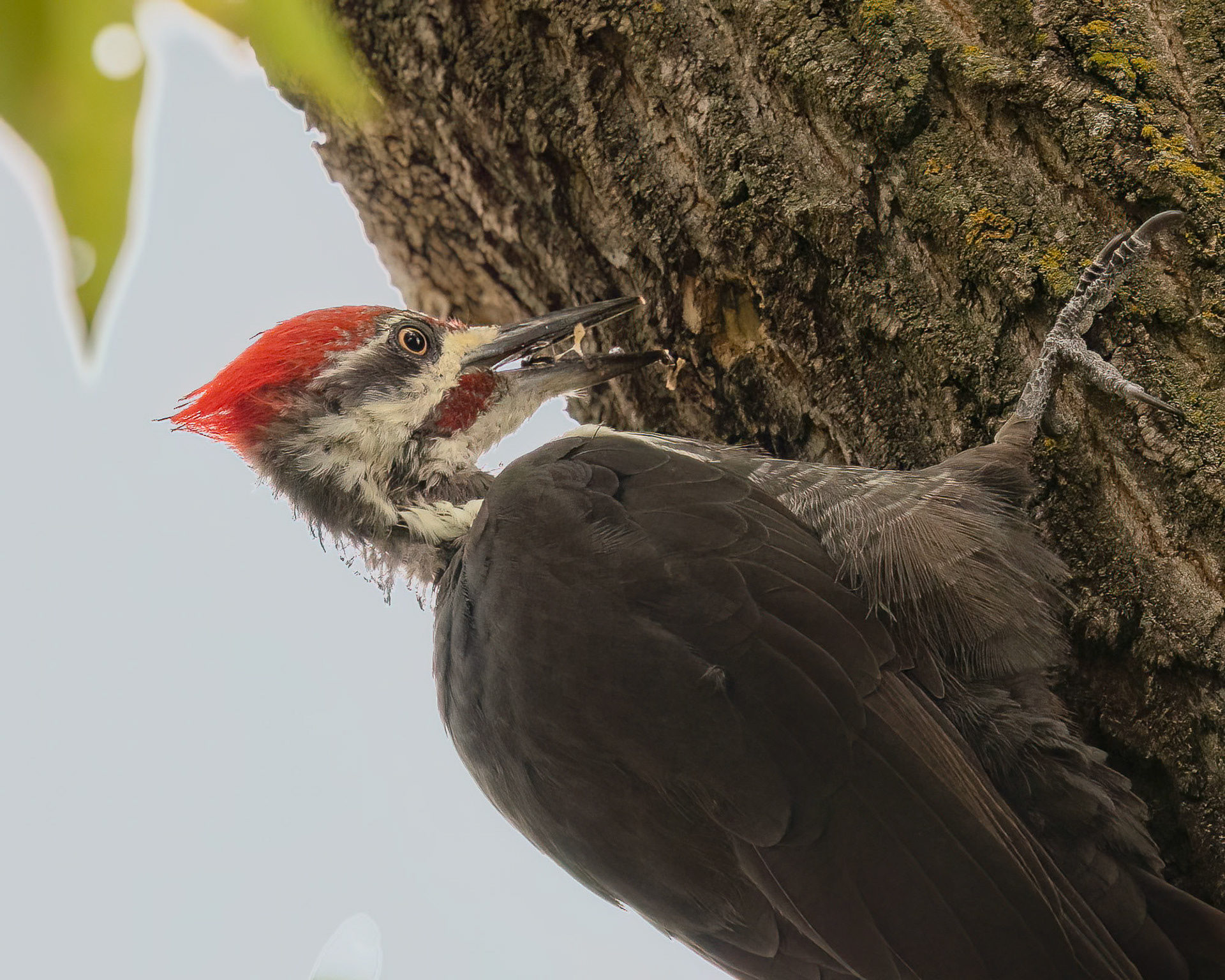 Pileated Woodpecker