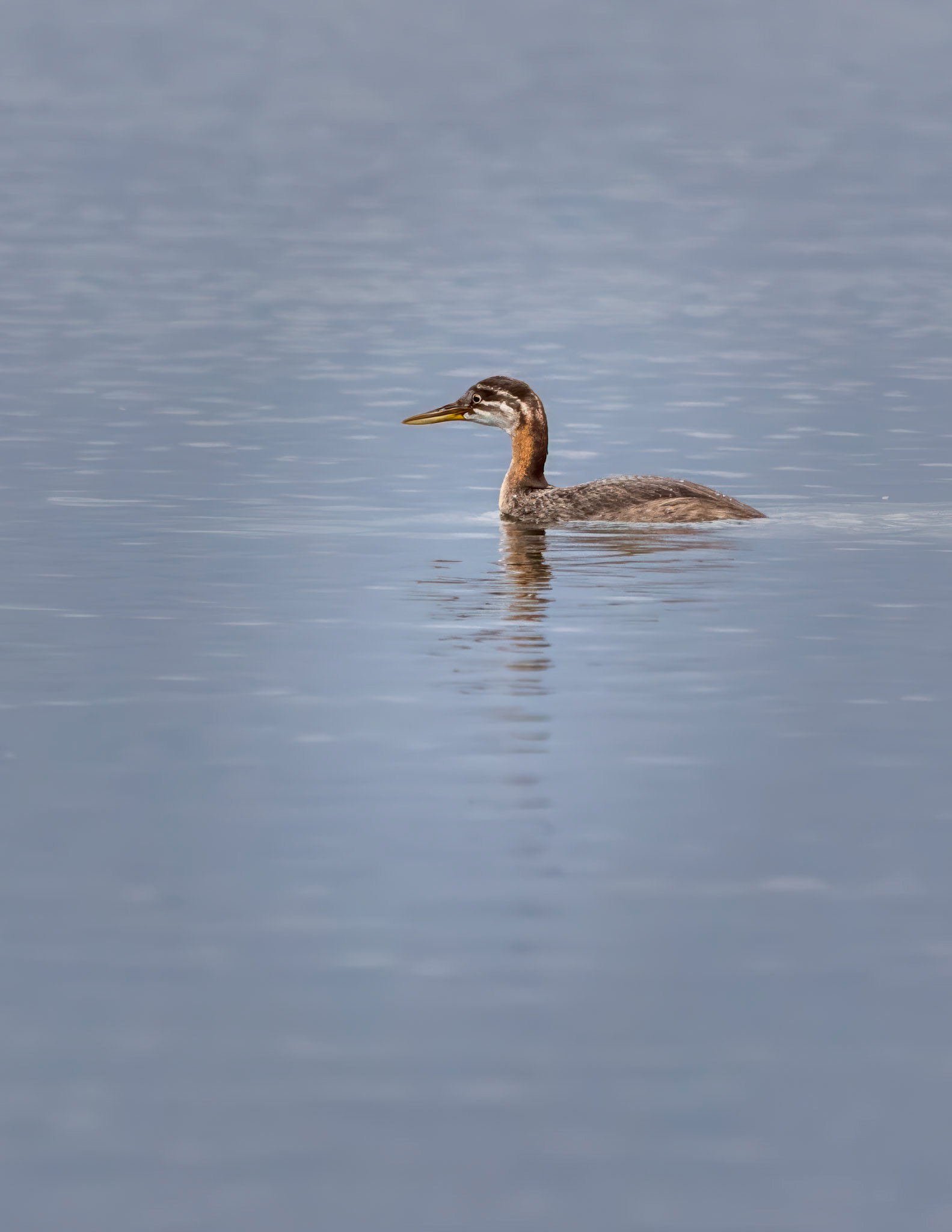 Red-necked Grebe Juvenile