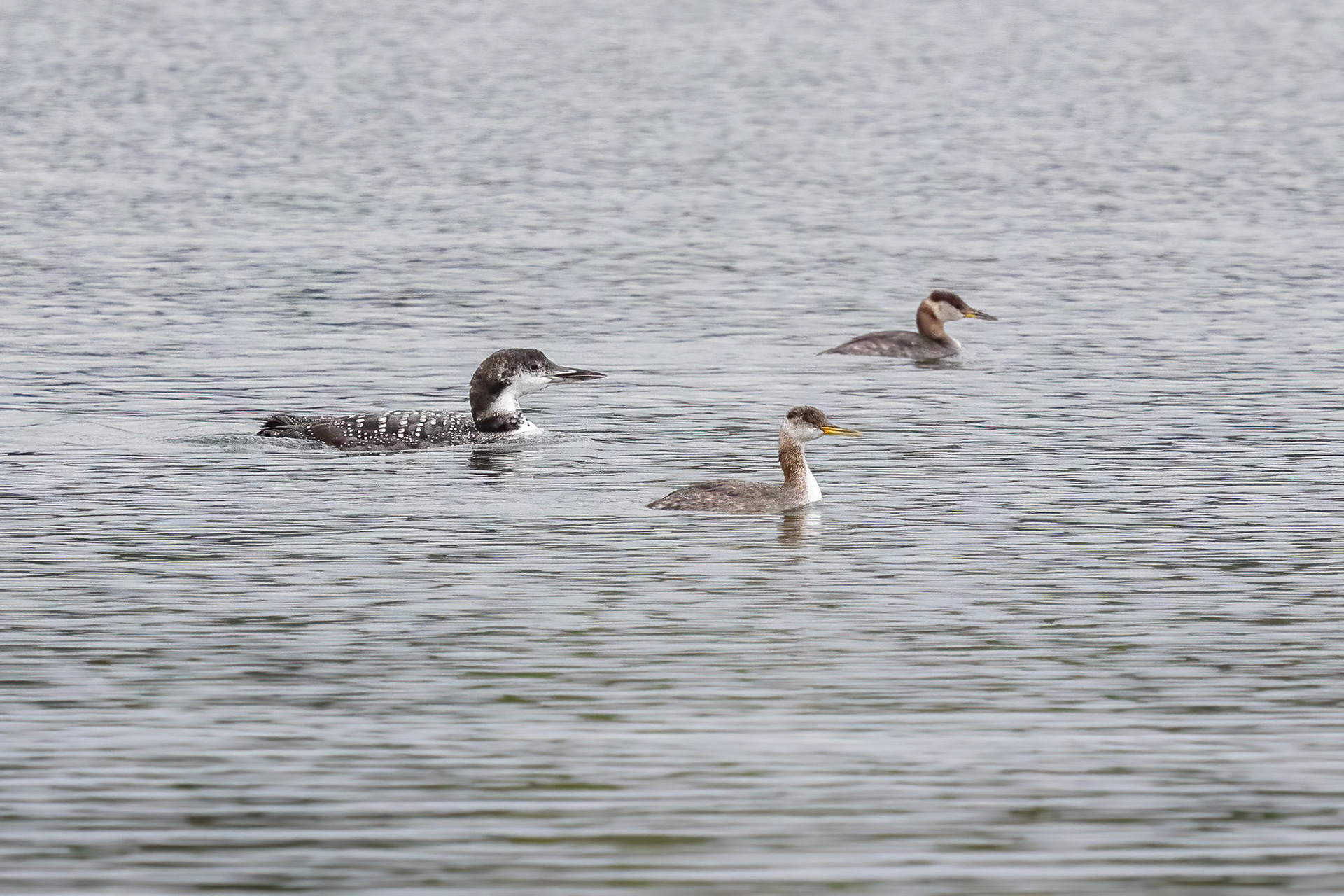Loon and Grebe Juveniles