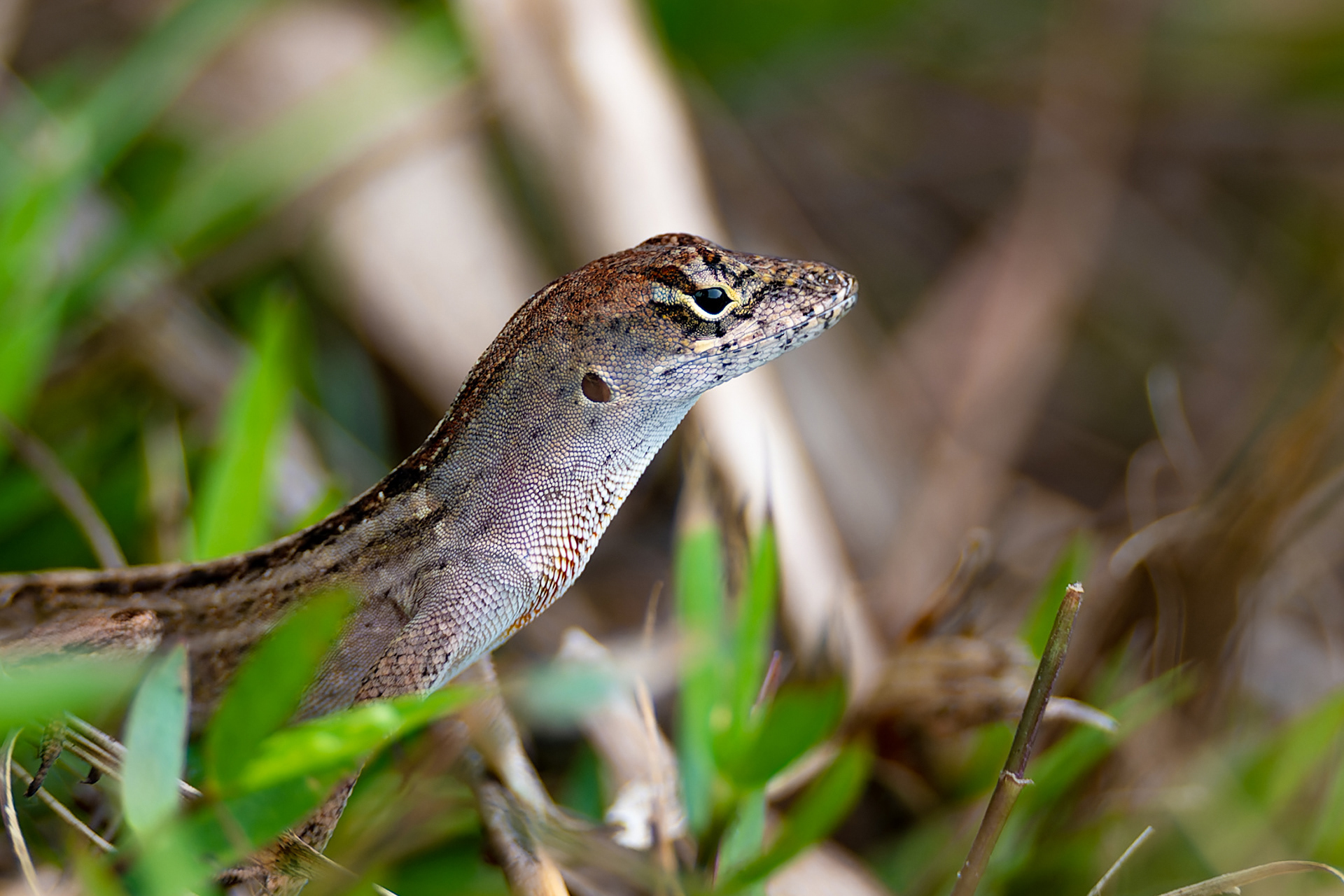 Nikon Z 6 / ISO-250, f/6.3, 1/125, 155mm