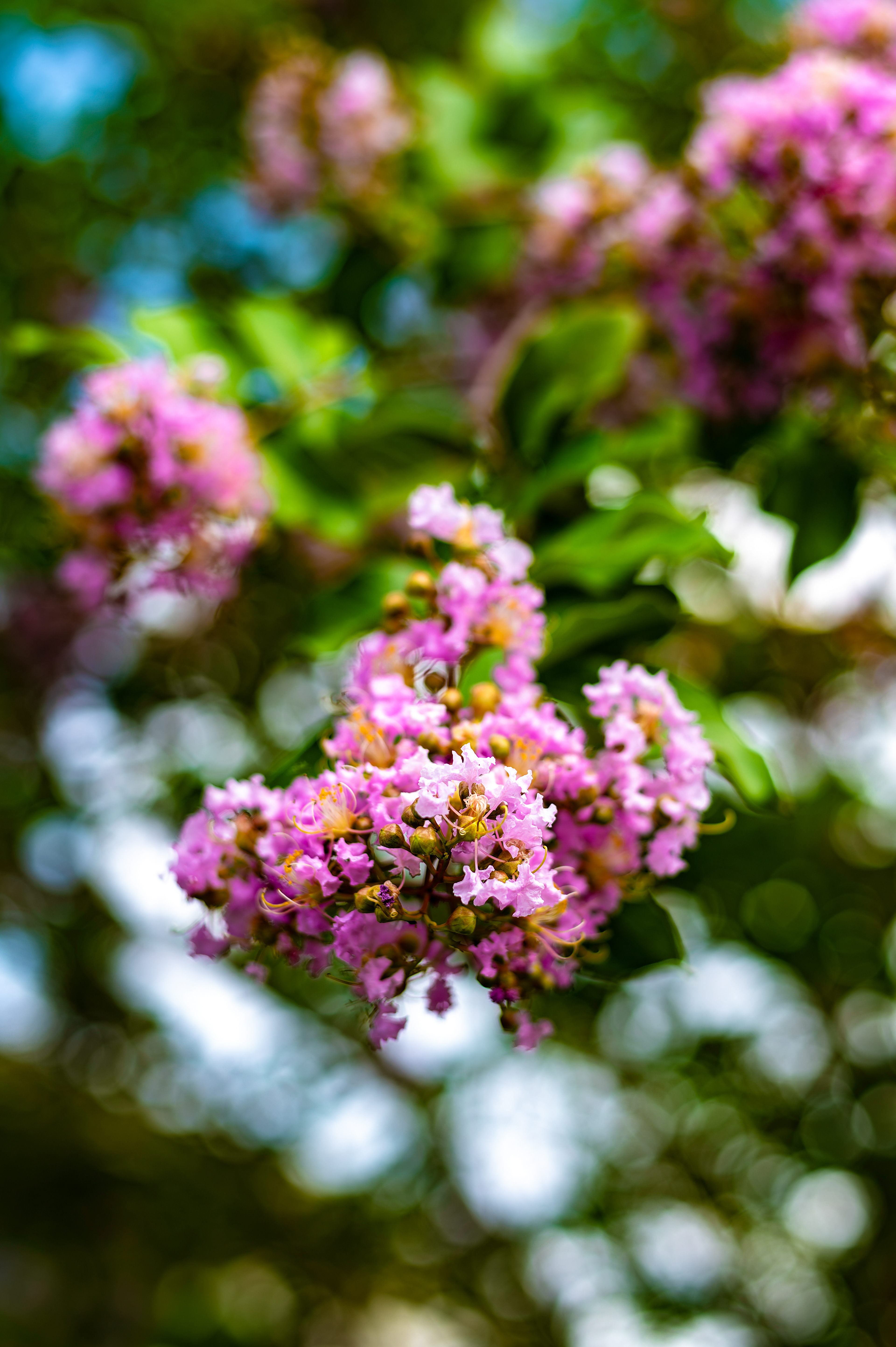 Nikon Z 6 / ISO-62, f/3.2, 1/400, 50mm