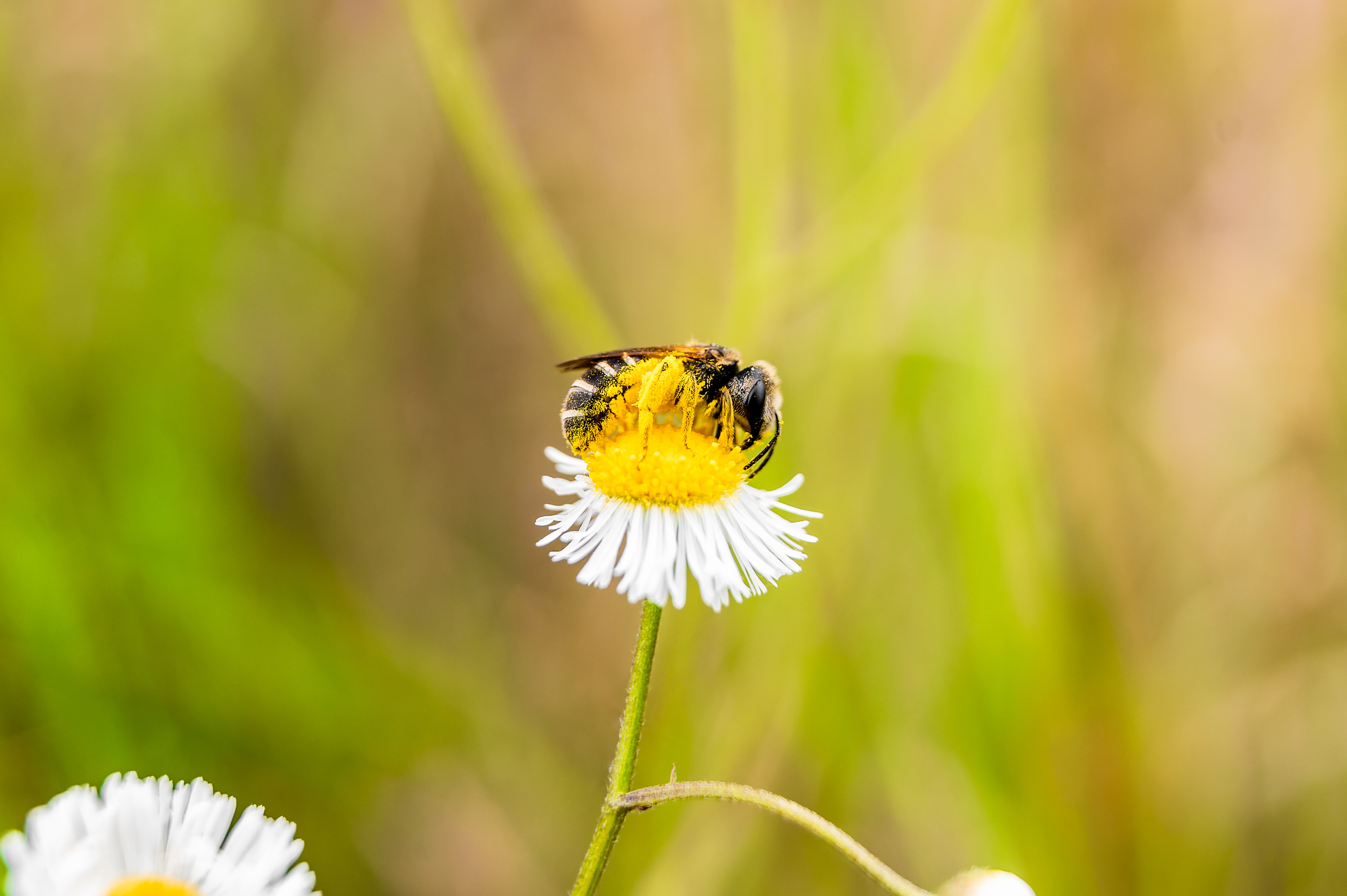Nikon Z 6 / ISO-320, f/5, 1/500, 40mm