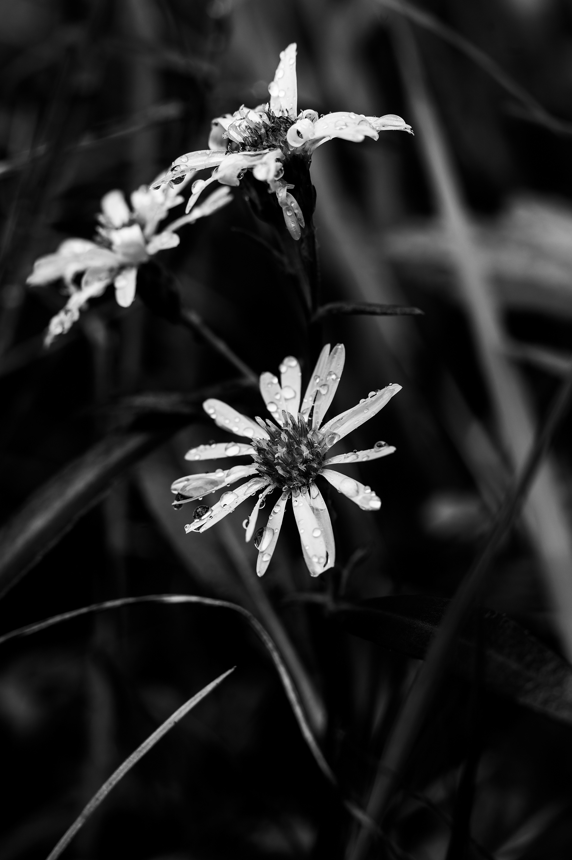 Nikon Z 6 / ISO-250, f/6.3, 1/200, 50mm
