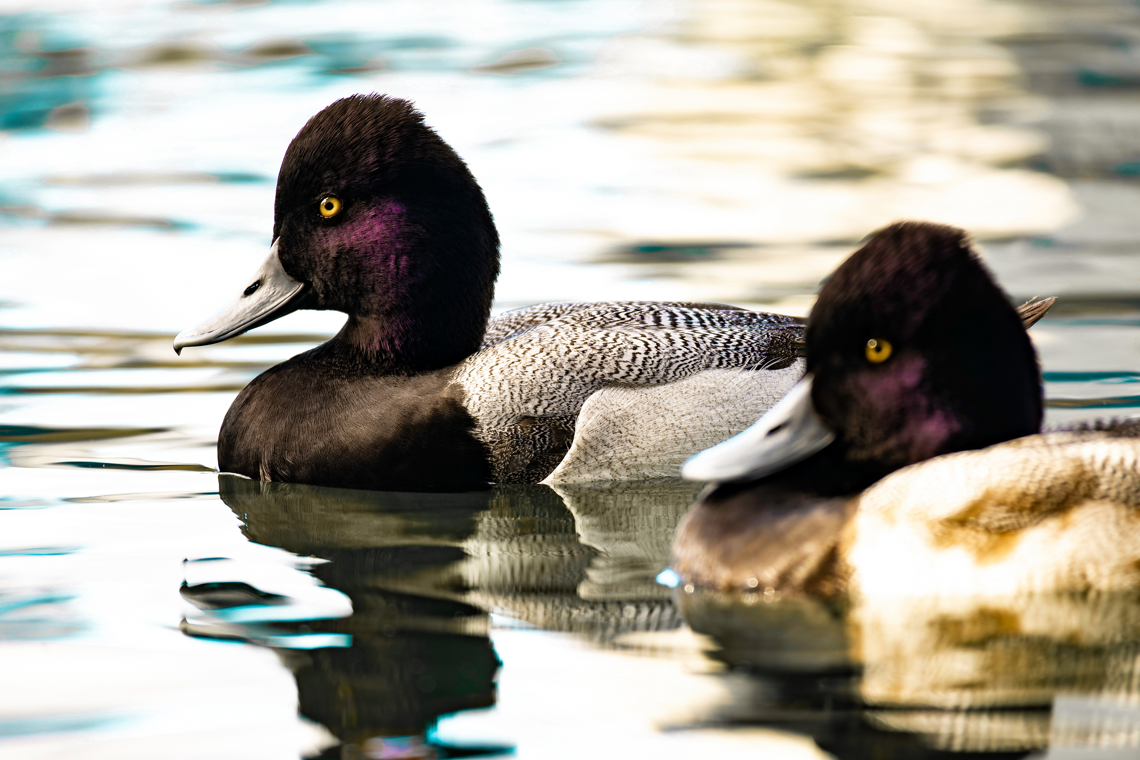 Nikon Z 50 / ISO-100, f/6.3, 1/50, 250mm