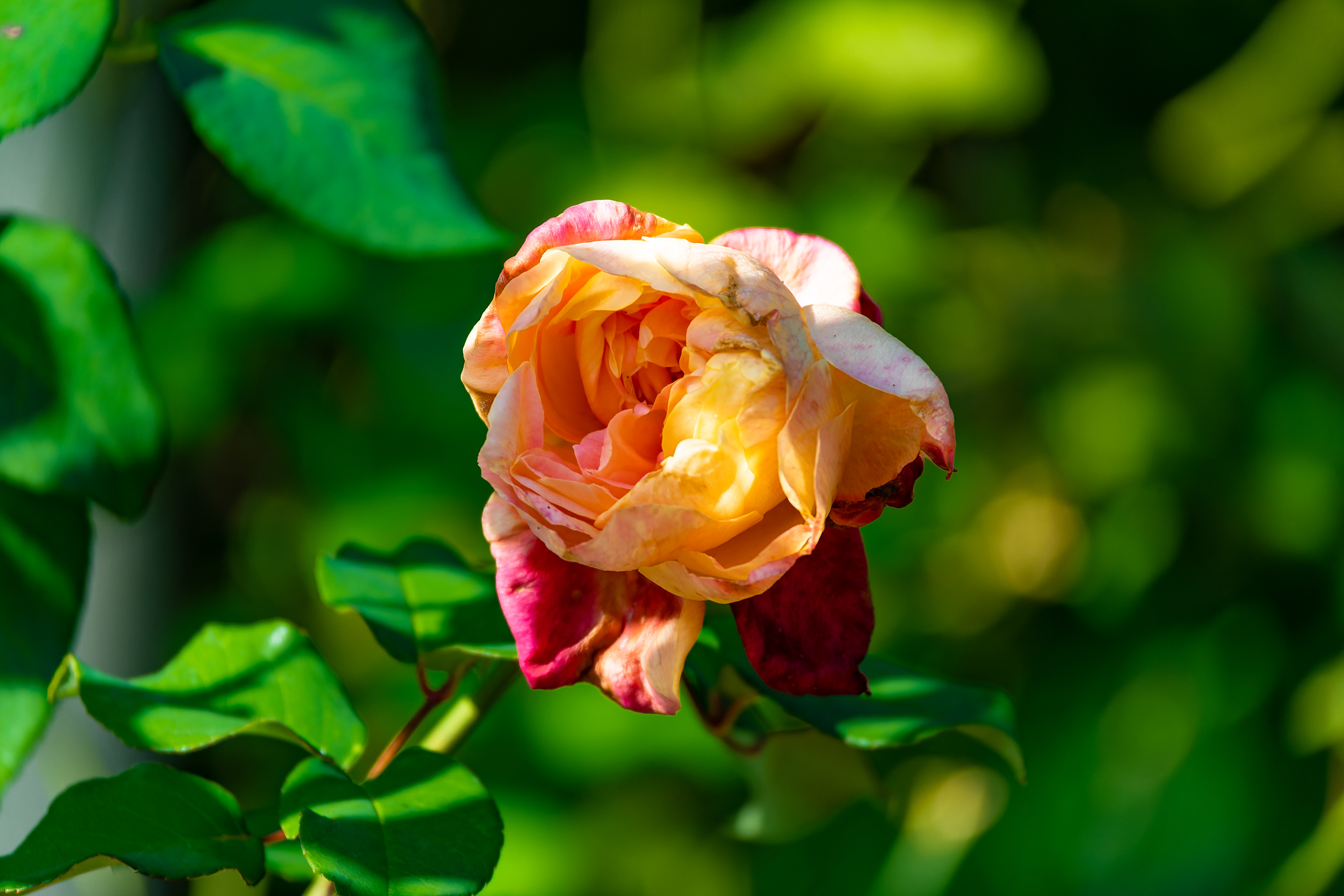 Nikon Z 6 / ISO-250, f/6.3, 1/320, 250mm
