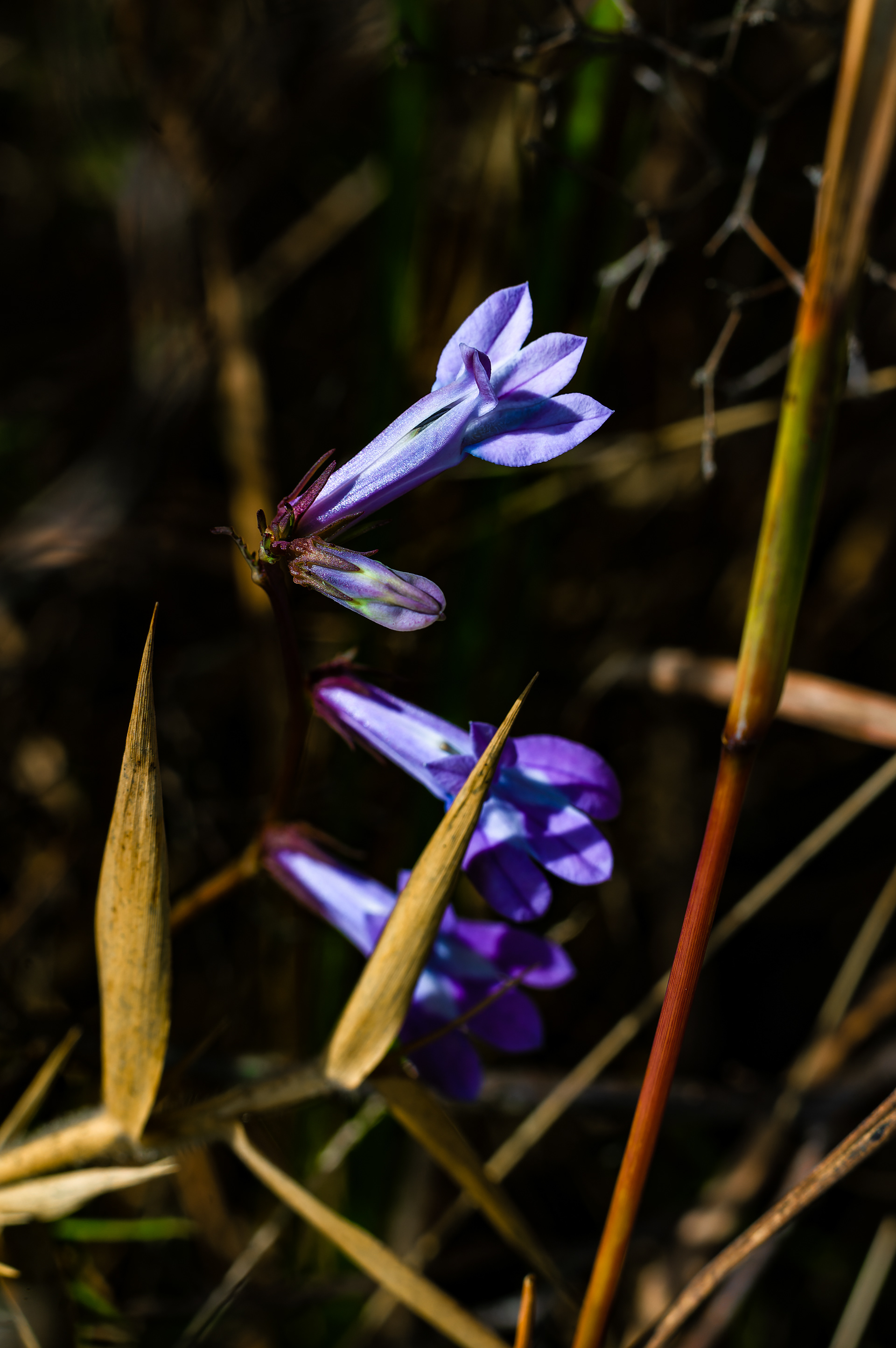 Nikon Z 6 / ISO-250, f/10, 1/640, 50mm