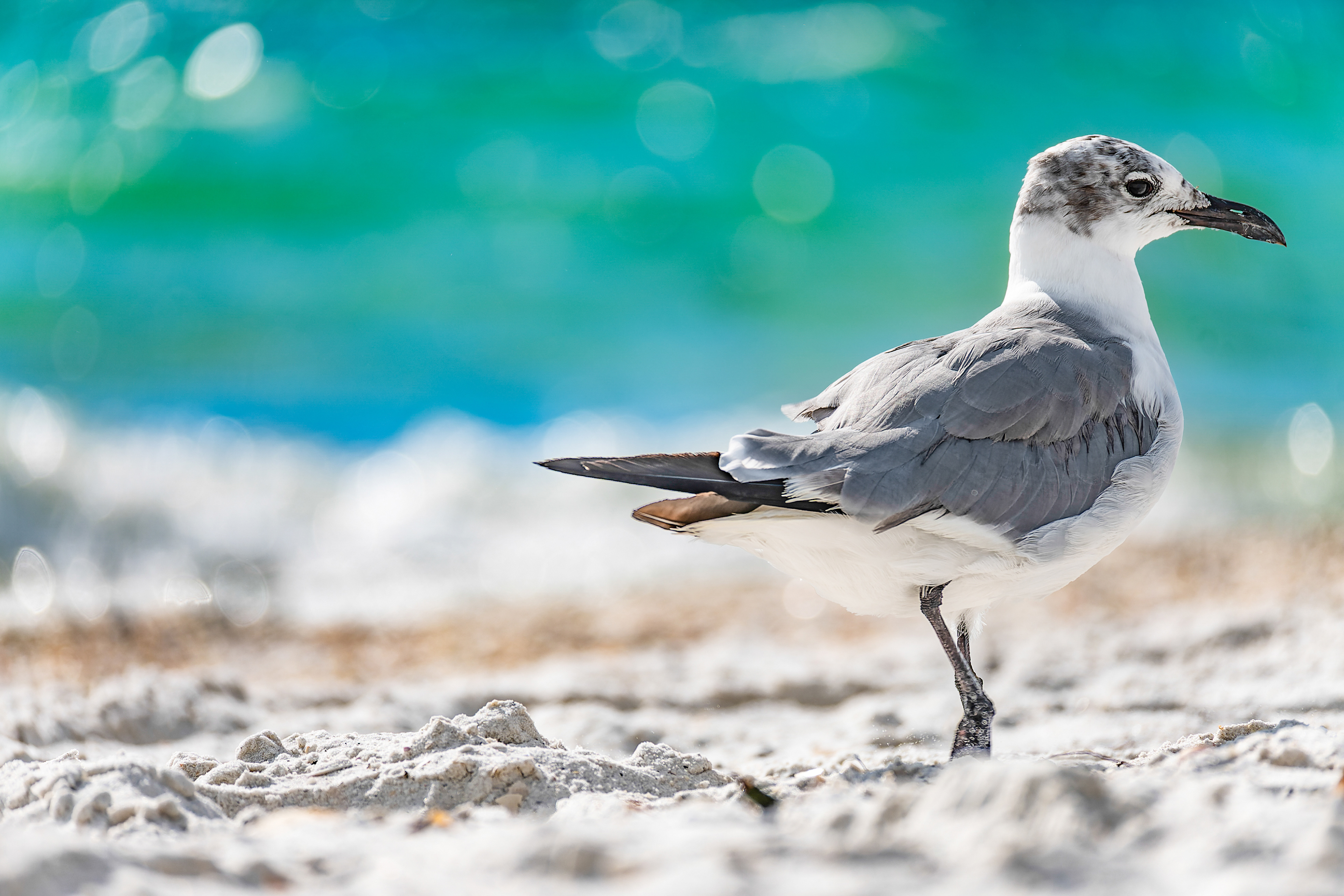 Nikon Z 6 / ISO-100, f/5.6, 1/1000, 190mm