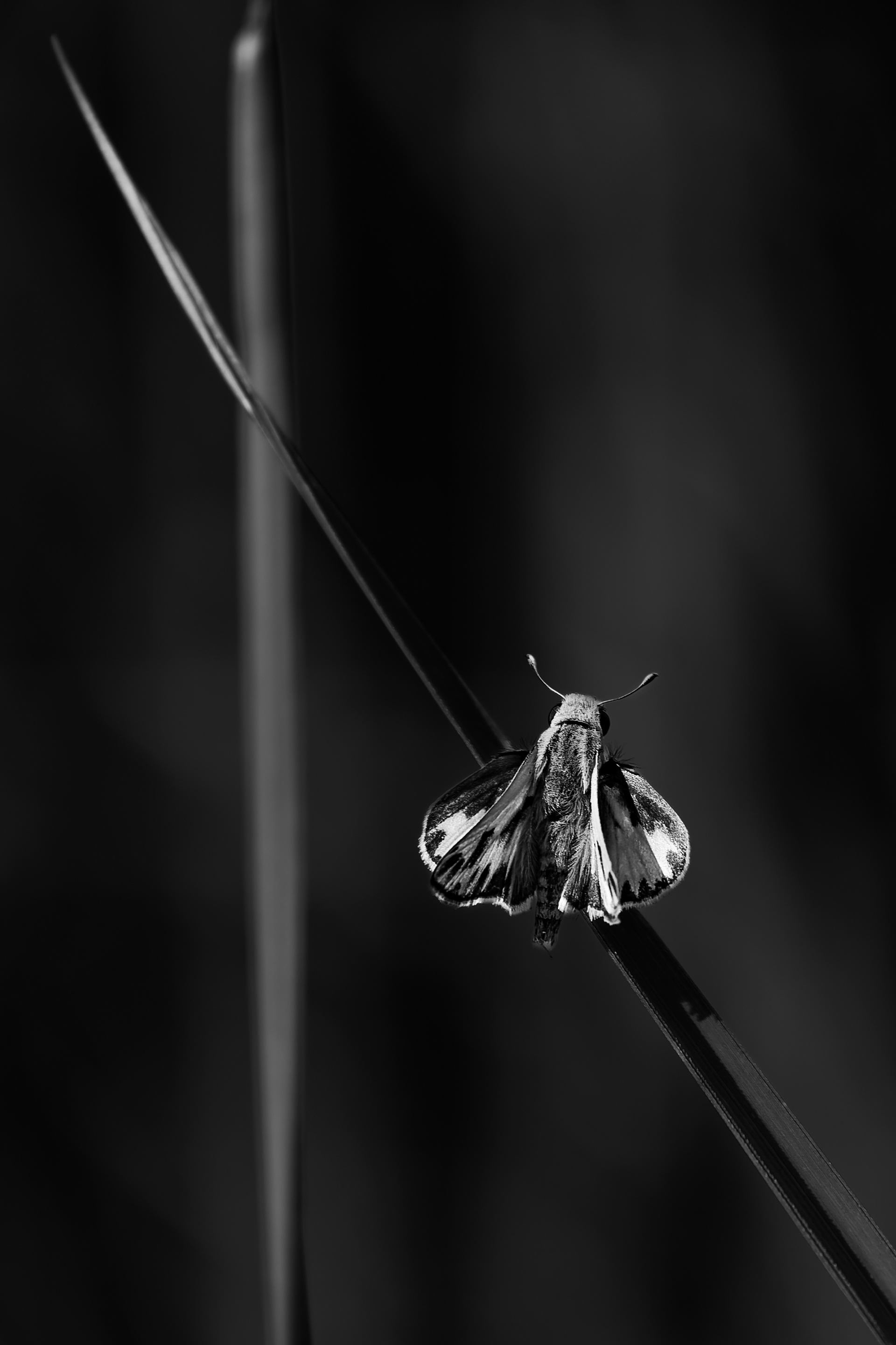 Nikon Z 6 / ISO-100, f/6.3, 1/500, 250mm