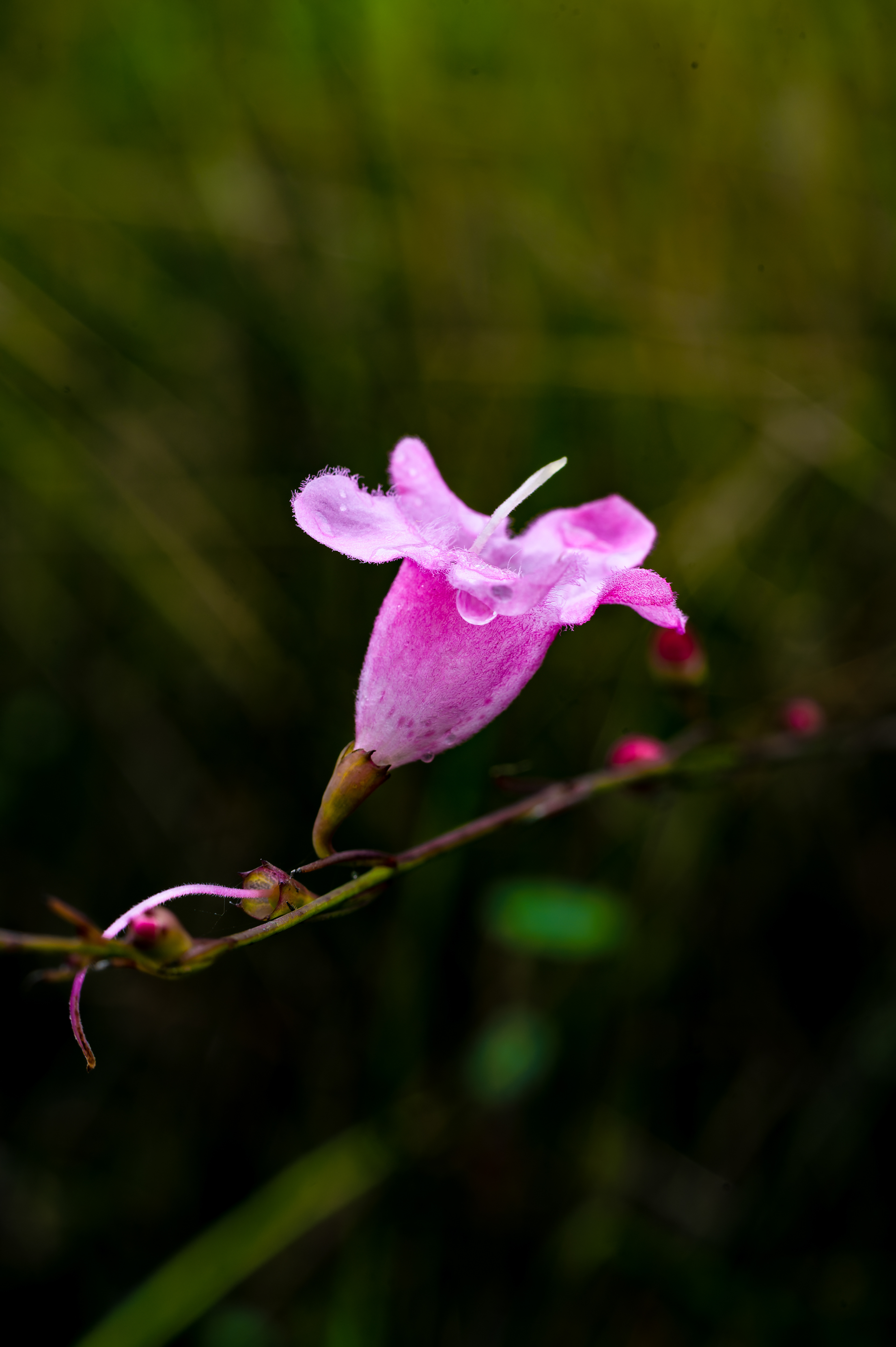 Nikon Z 6 / ISO-125, f/2.5, 1/250, 50mm
