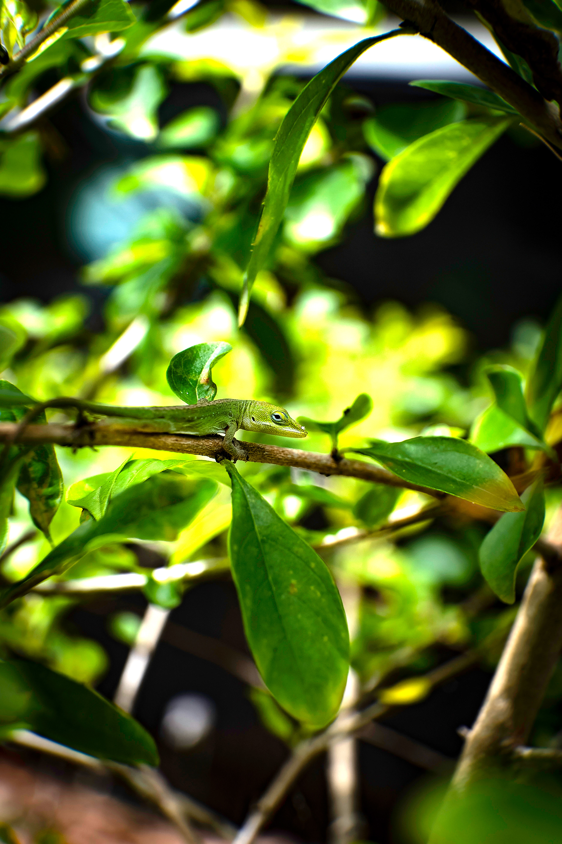 Nikon Z 6 / ISO-640, f/7.1, 1/500, 50mm