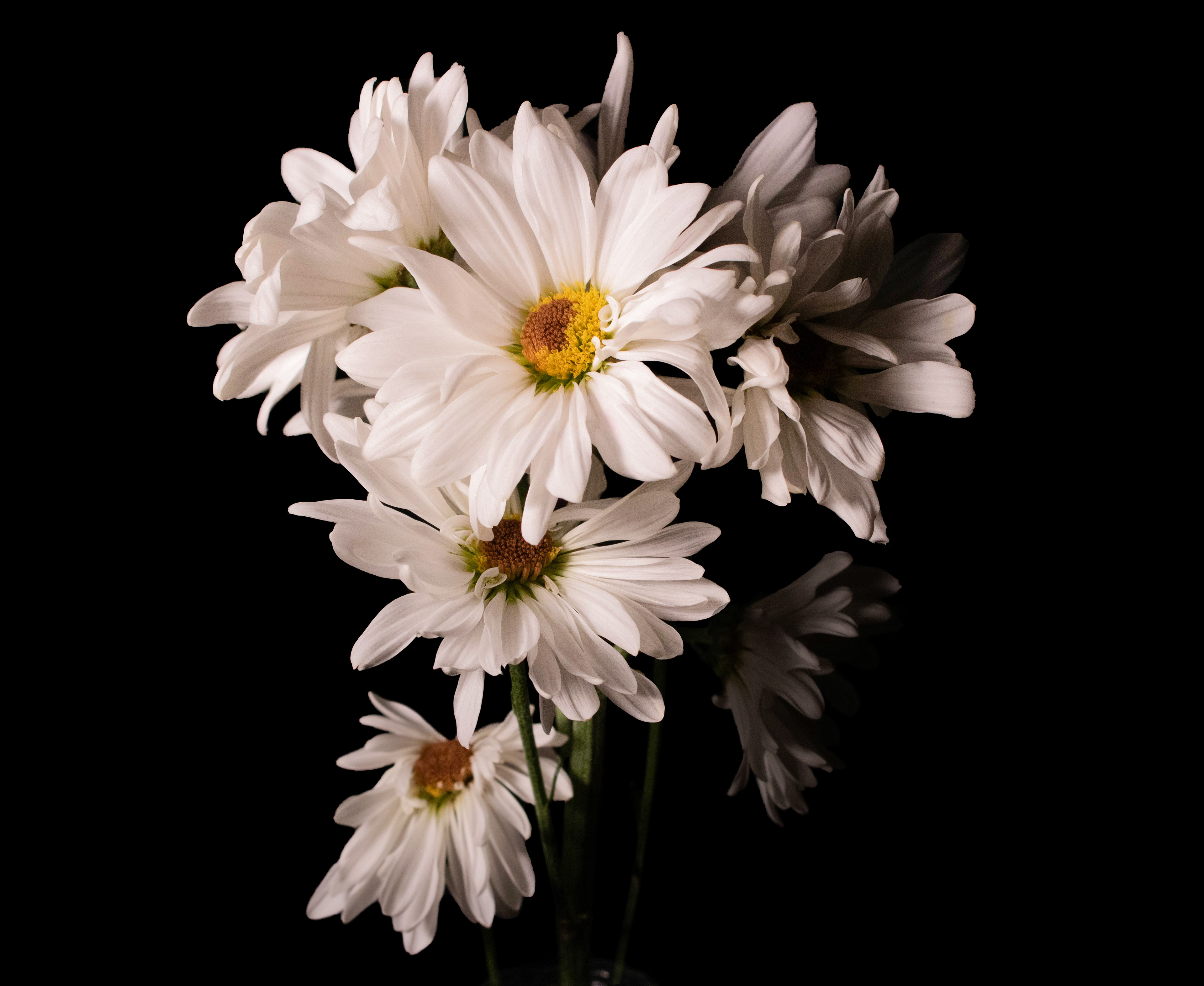Canon EOS Rebel T6i / ISO-125, f/3.2, 1/100, 50mm