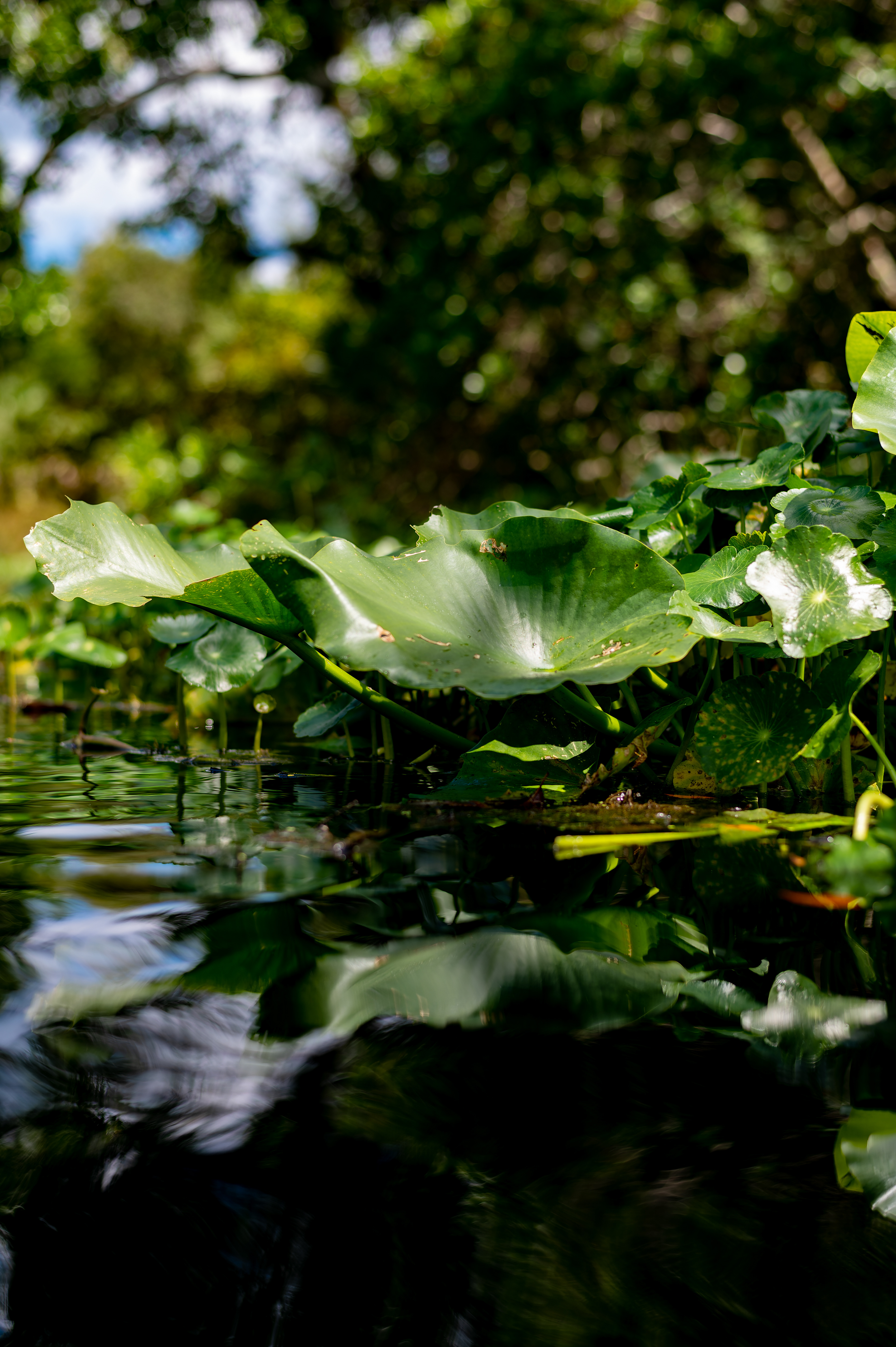 Nikon Z 6 / ISO-100, f/2.8, 1/1000, 50mm