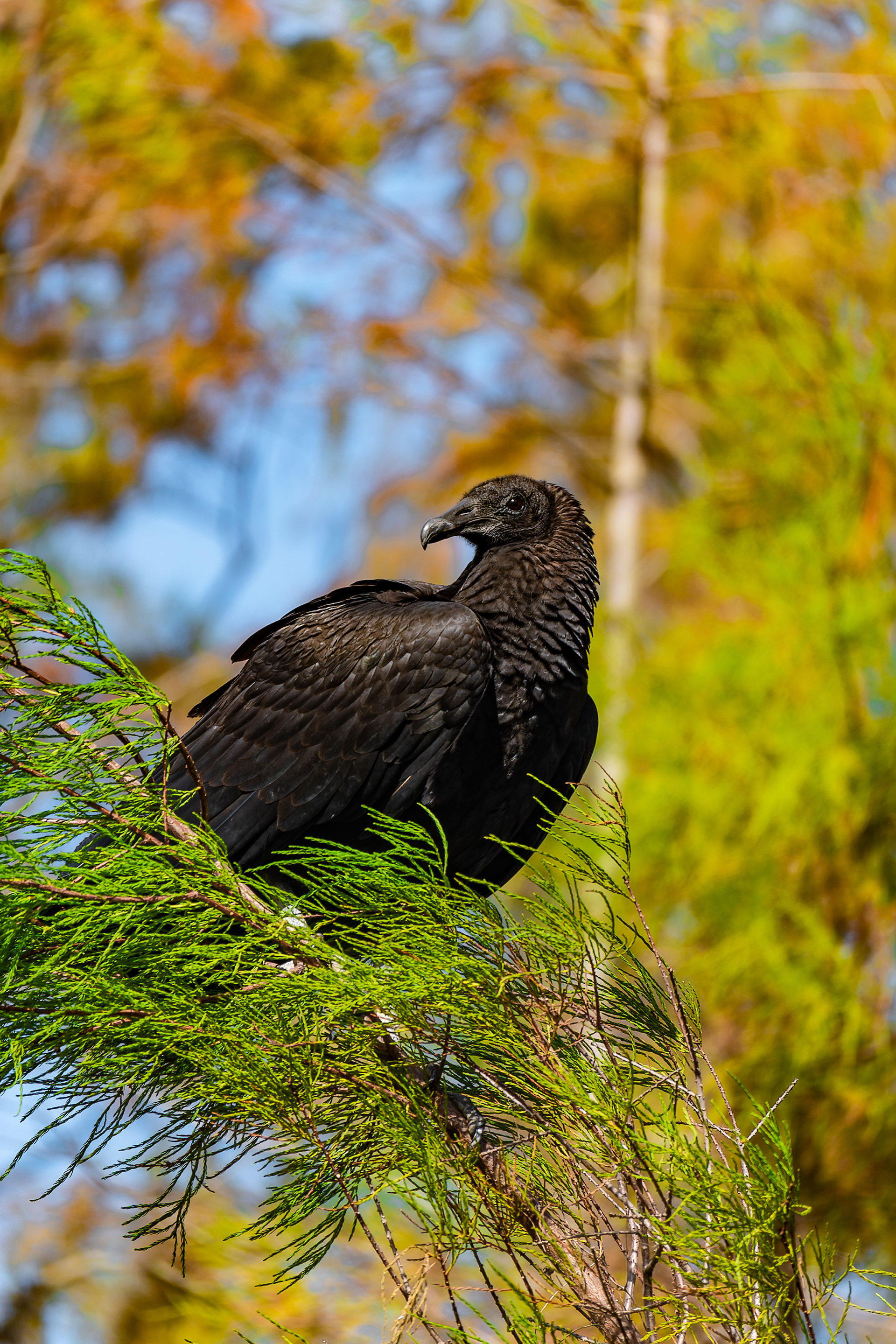 Nikon Z 6 / ISO-160, f/6.3, 1/500, 250mm