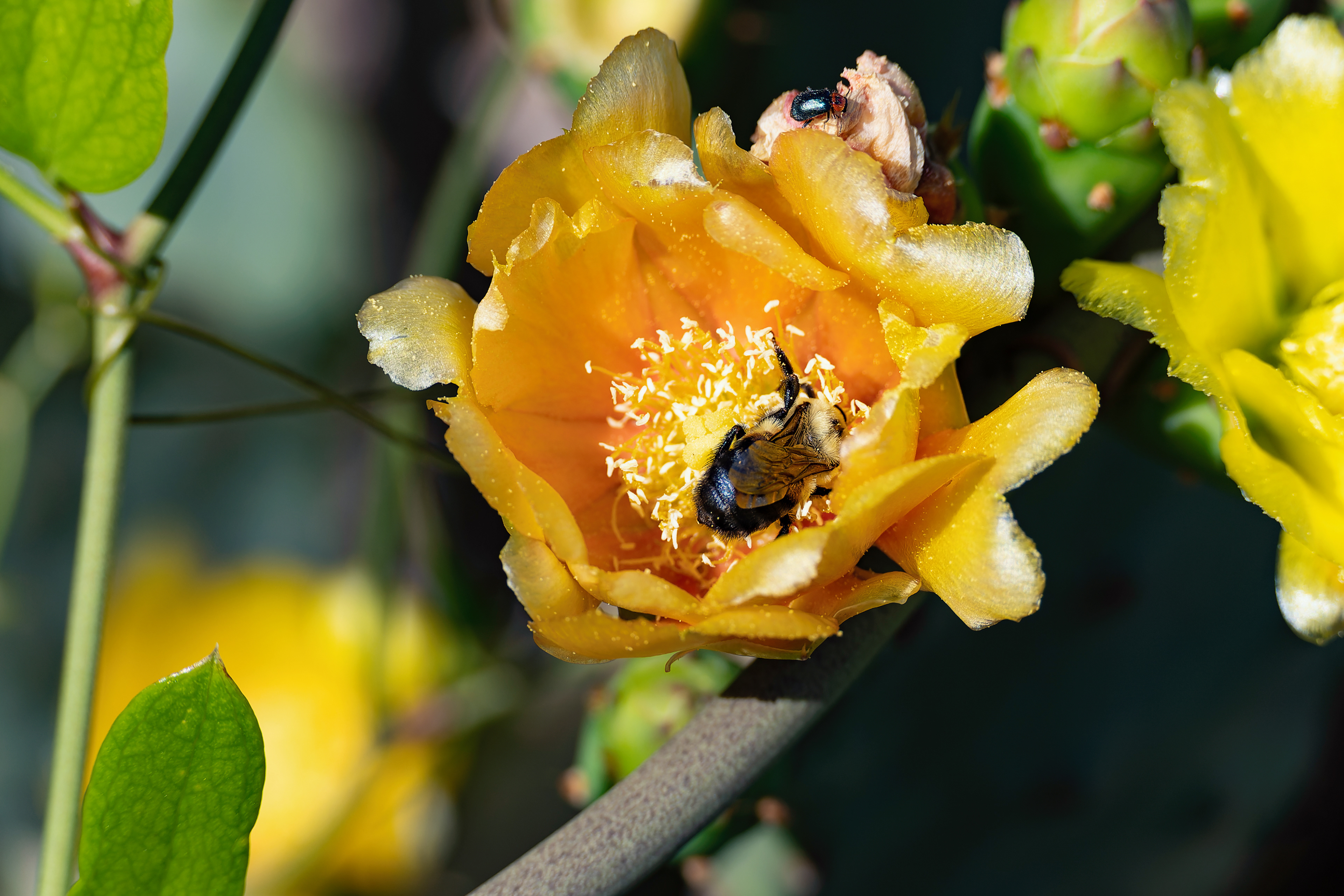 Nikon Z 6 / ISO-250, f/6.3, 1/640, 160mm