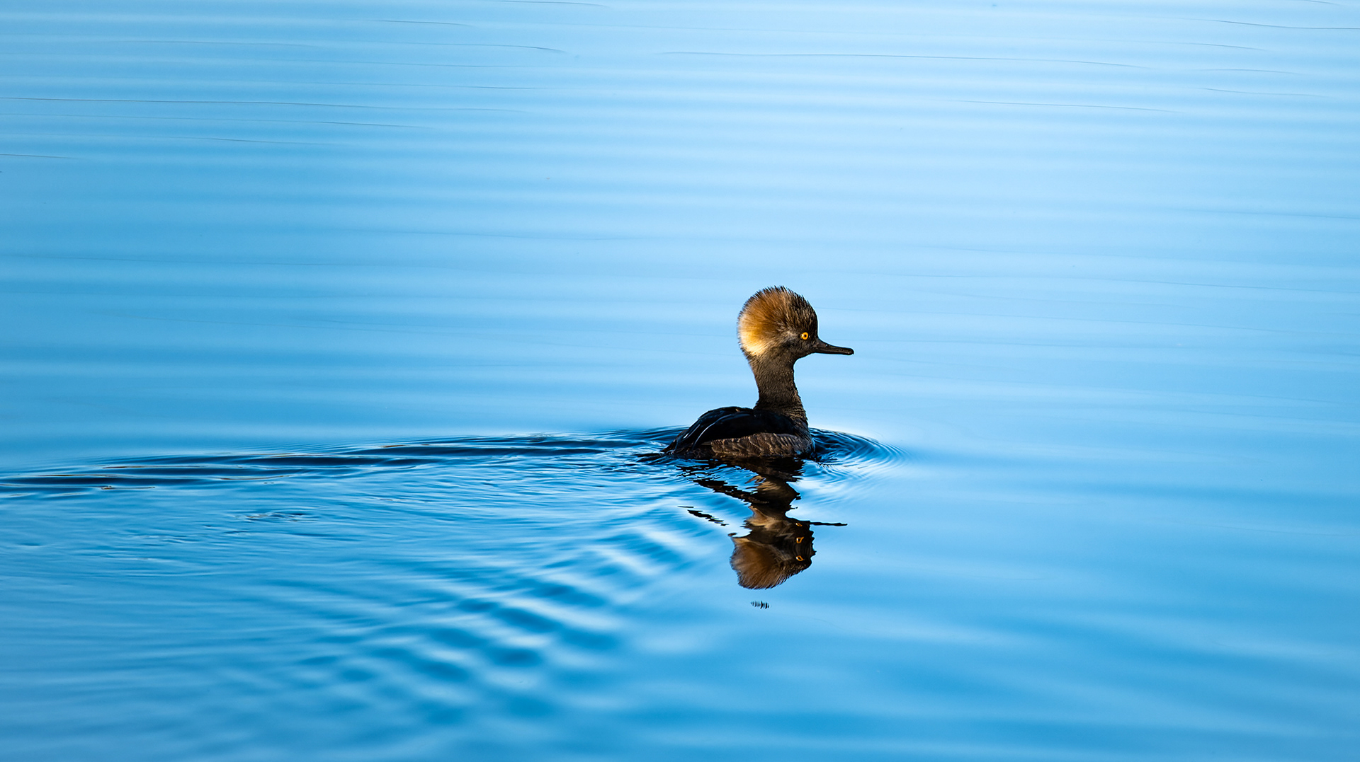 Nikon Z 50 / ISO-100, f/6.3, 1/500, 250mm
