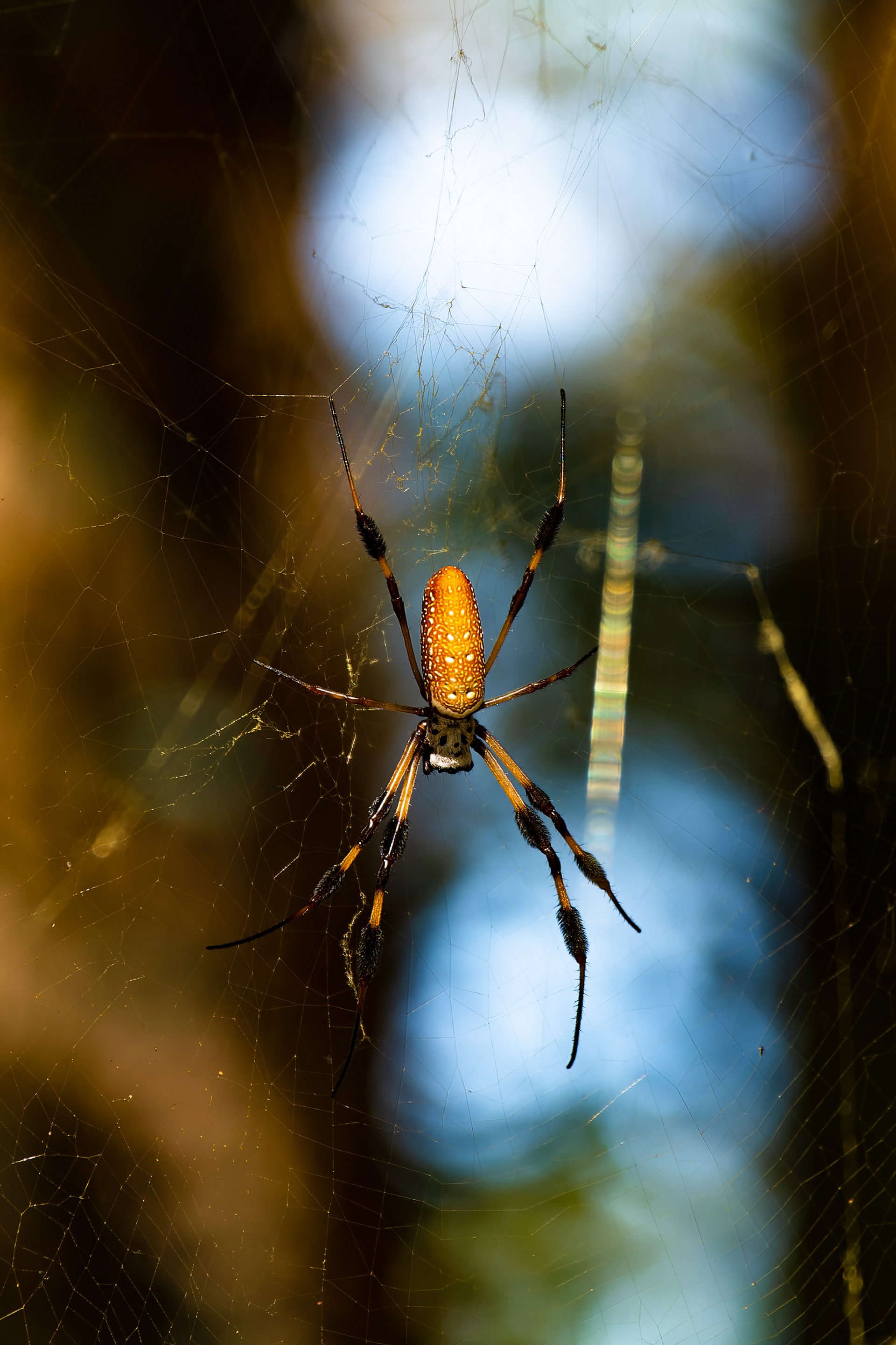 Nikon Z 6 / ISO-320, f/6.3, 1/200, 250mm