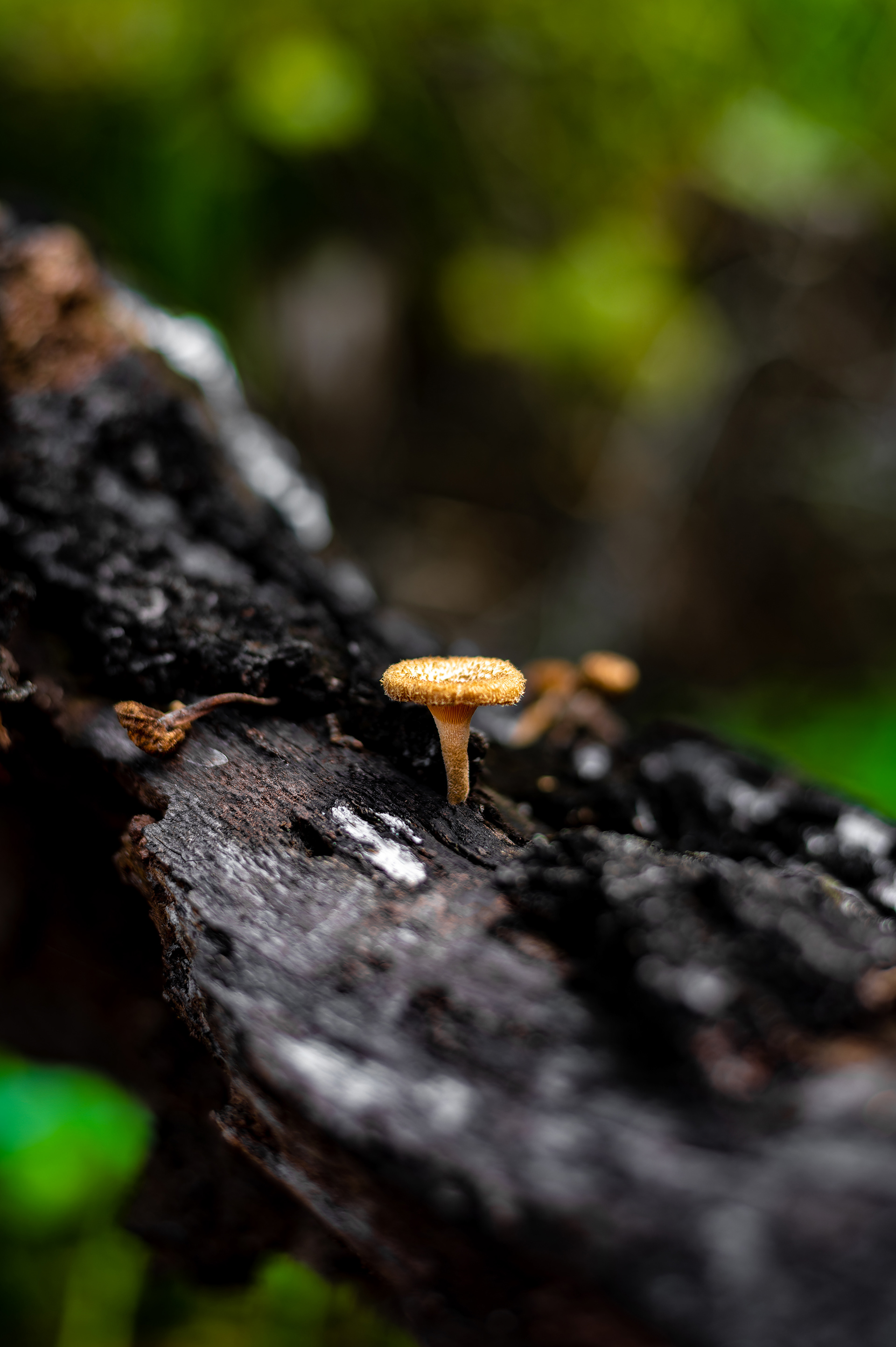 Nikon Z 6 / ISO-100, f/2.5, 1/400, 50mm