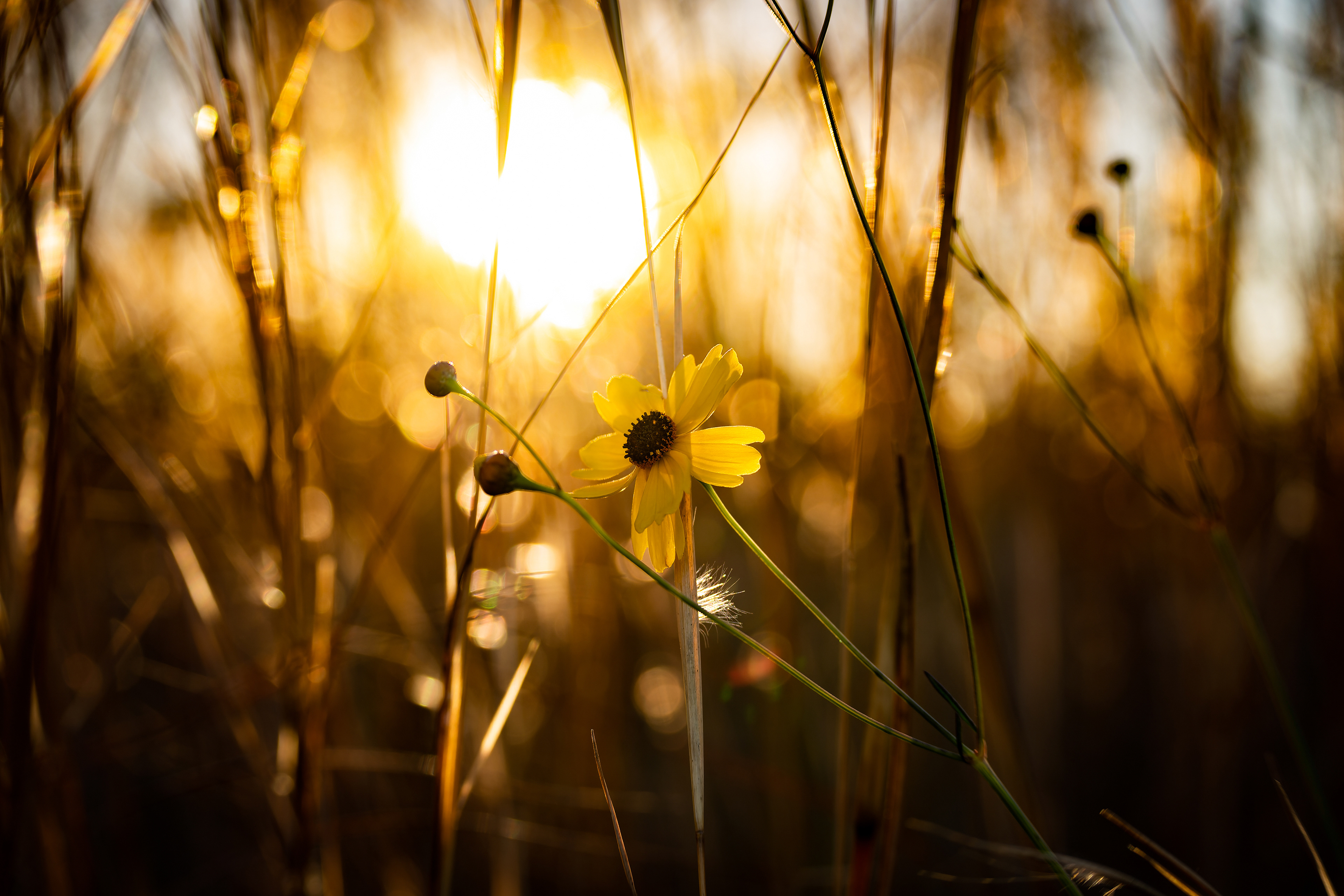 Nikon Z 50 / ISO-100, f/5, 1/200, 50mm