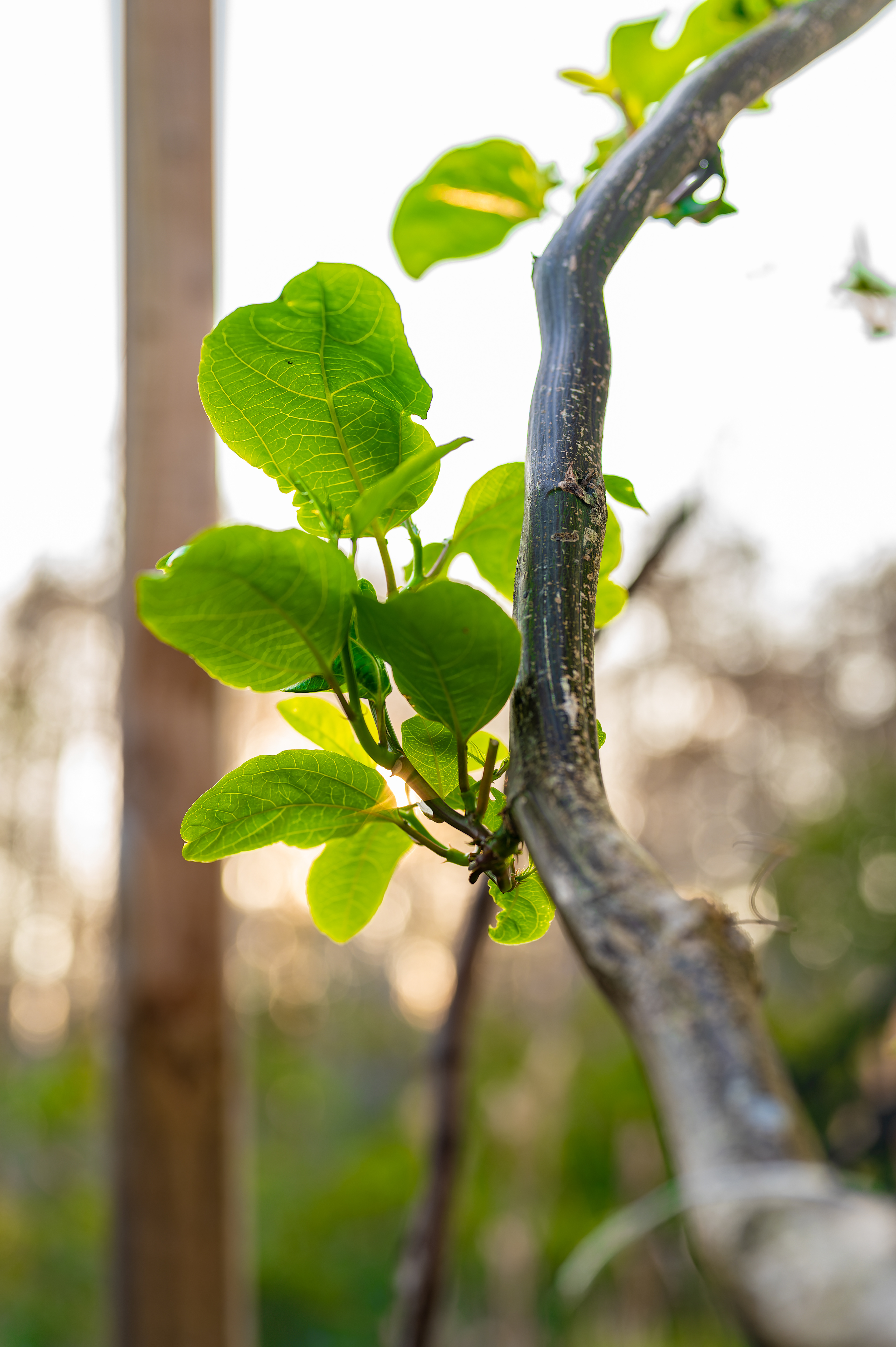 Nikon Z 6 / ISO-125, f/2.8, 1/100, 50mm