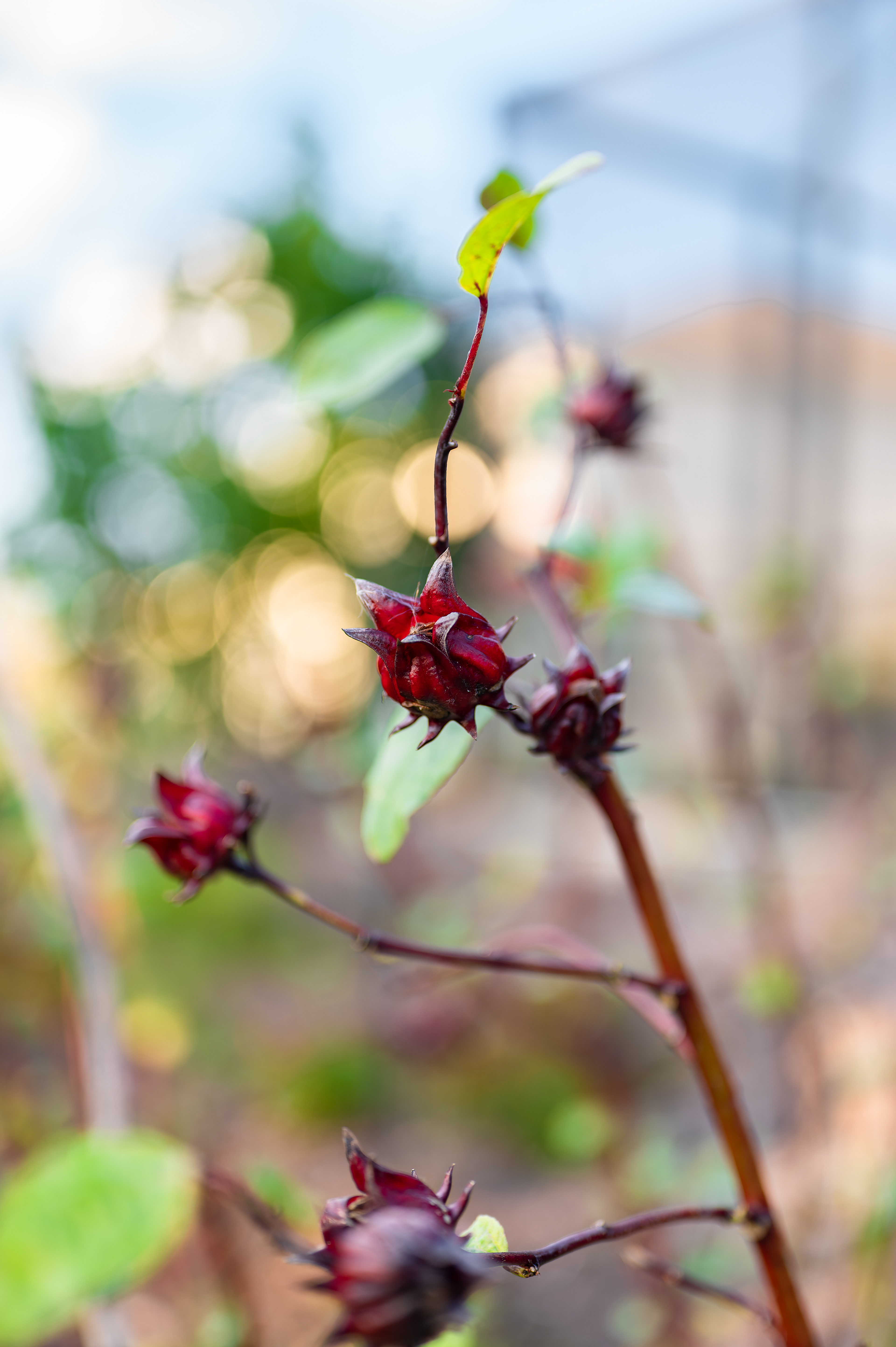 Nikon Z 6 / ISO-79, f/1.8, 1/125, 50mm
