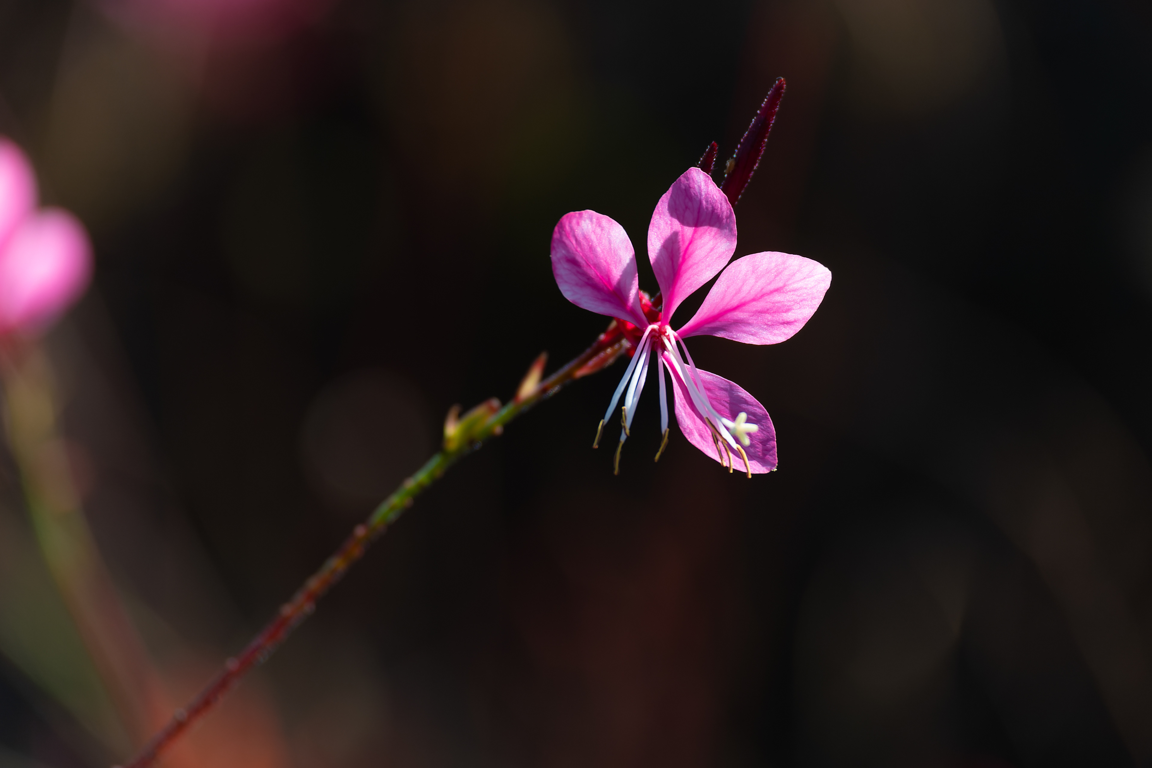 Nikon Z 6 / ISO-200, f/6.3, 1/320, 250mm