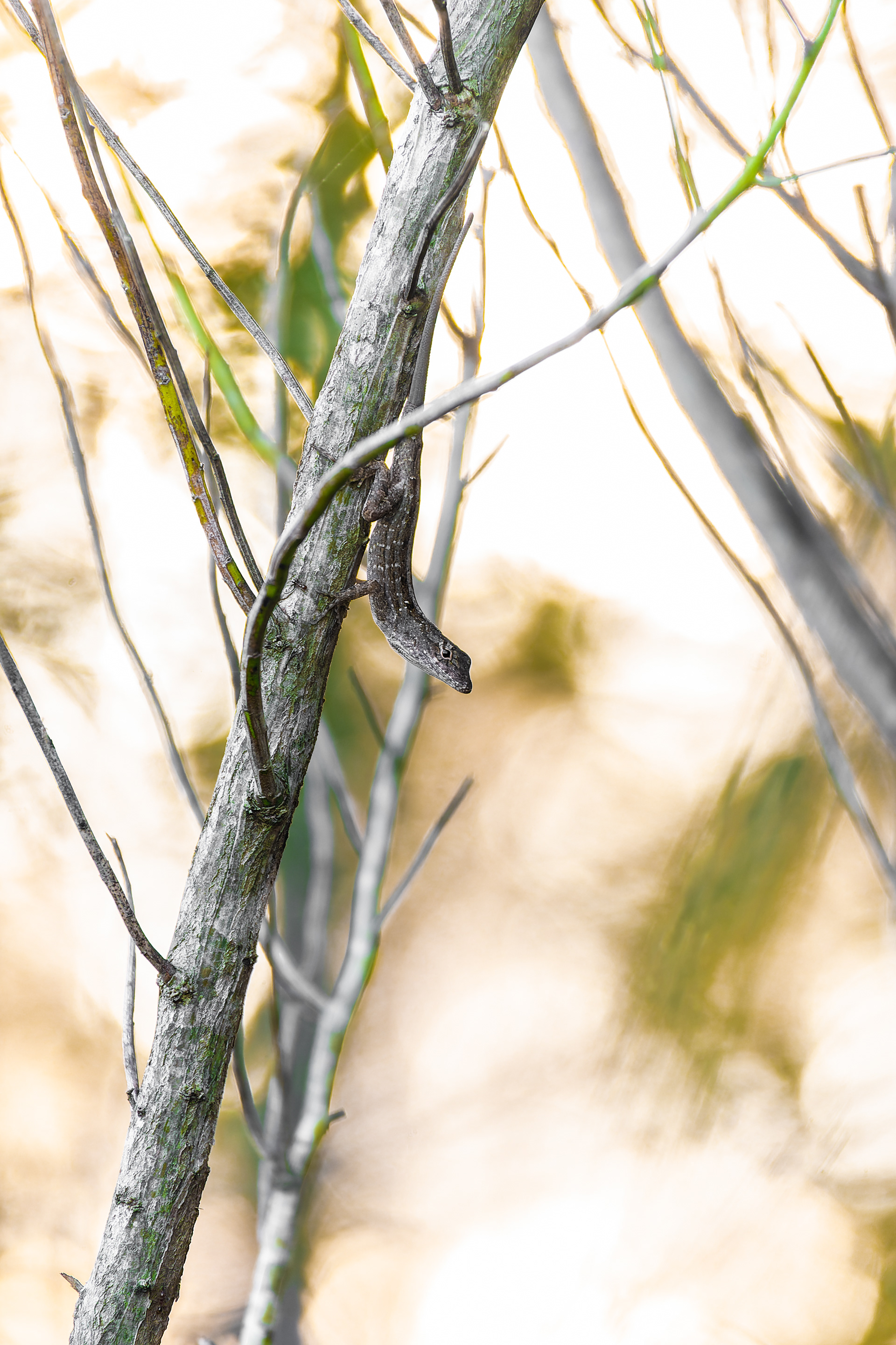 Nikon Z 6 / ISO-500, f/6.3, 1/60, 250mm