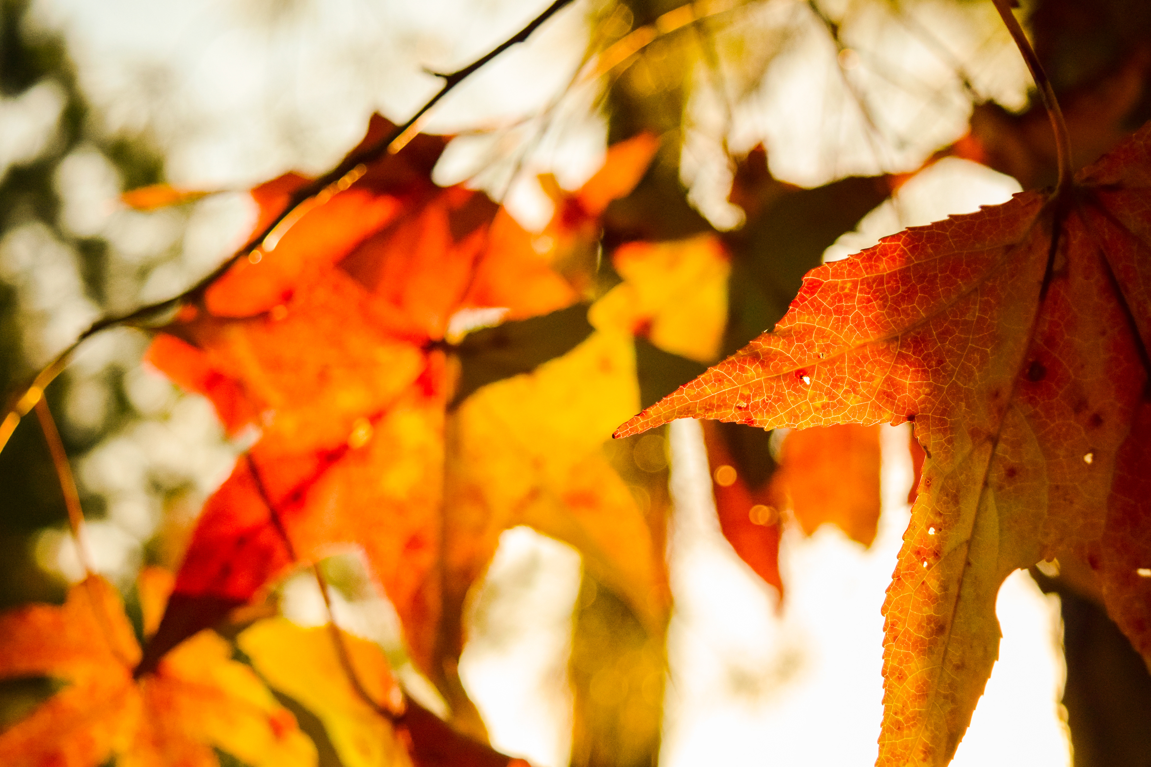 Nikon D3300 / ISO-100, f/5, 1/125, 50mm